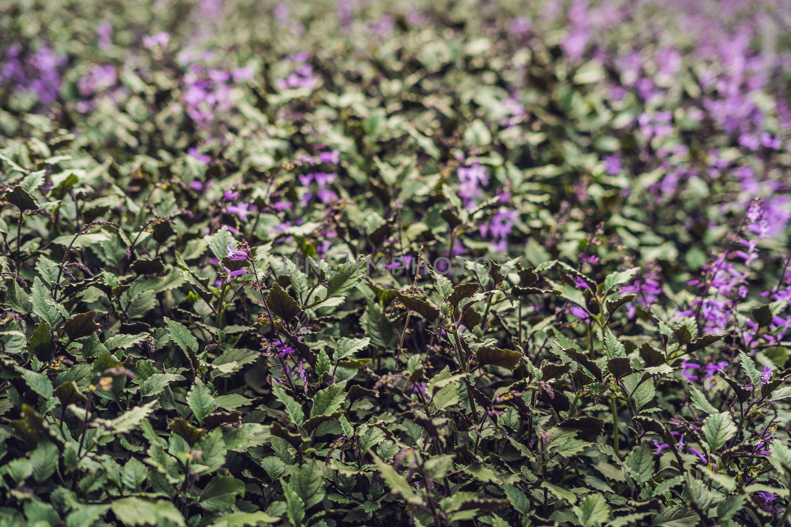 Lavender flowers at sunlight in a soft focus, pastel colors and blur background by galitskaya