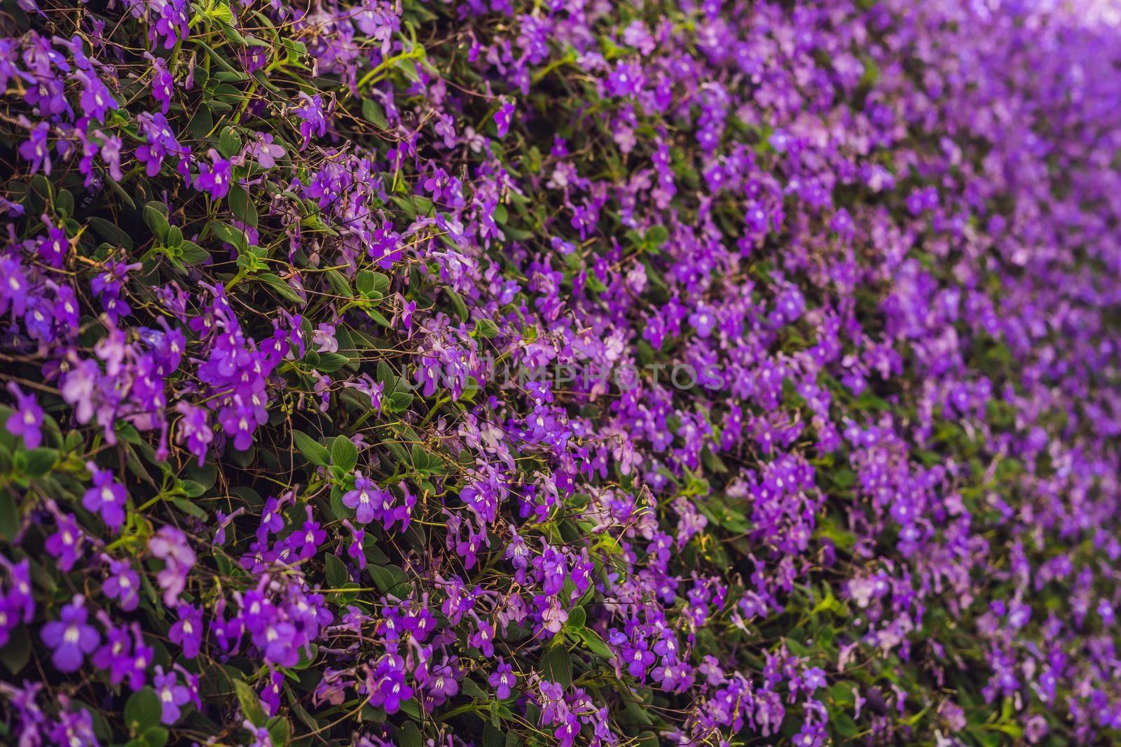 Purple flowers texture closeup. Purple flowers and leaves background by galitskaya