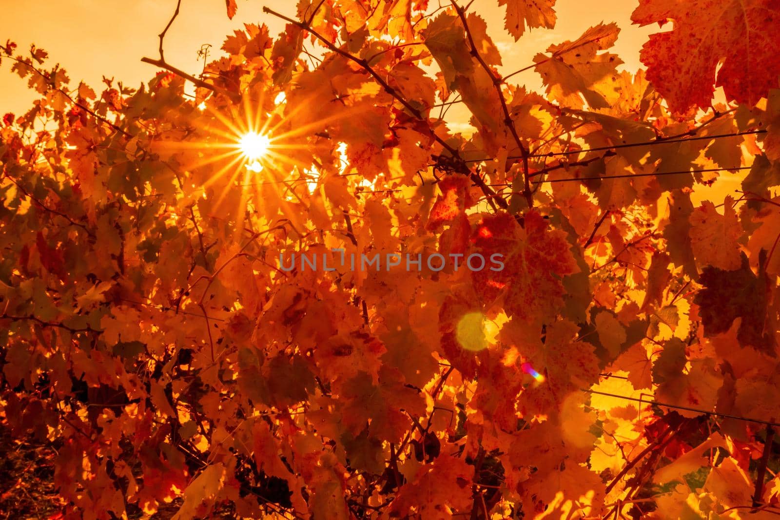 Beautiful clusters of ripening grapes in the sun. Grape plantation in the sunset light. Beautiful vine with grapes. Wine Making concept. Grape business.