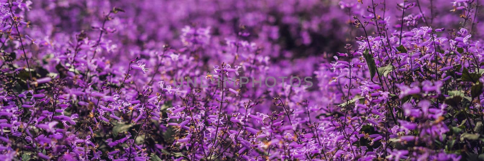 Lavender flowers at sunlight in a soft focus, pastel colors and blur background. BANNER long format