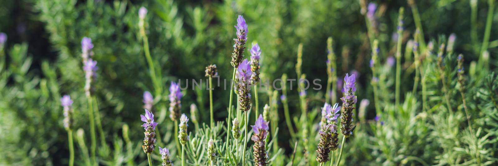 Lavender flowers at sunlight in a soft focus, pastel colors and blur background. BANNER long format