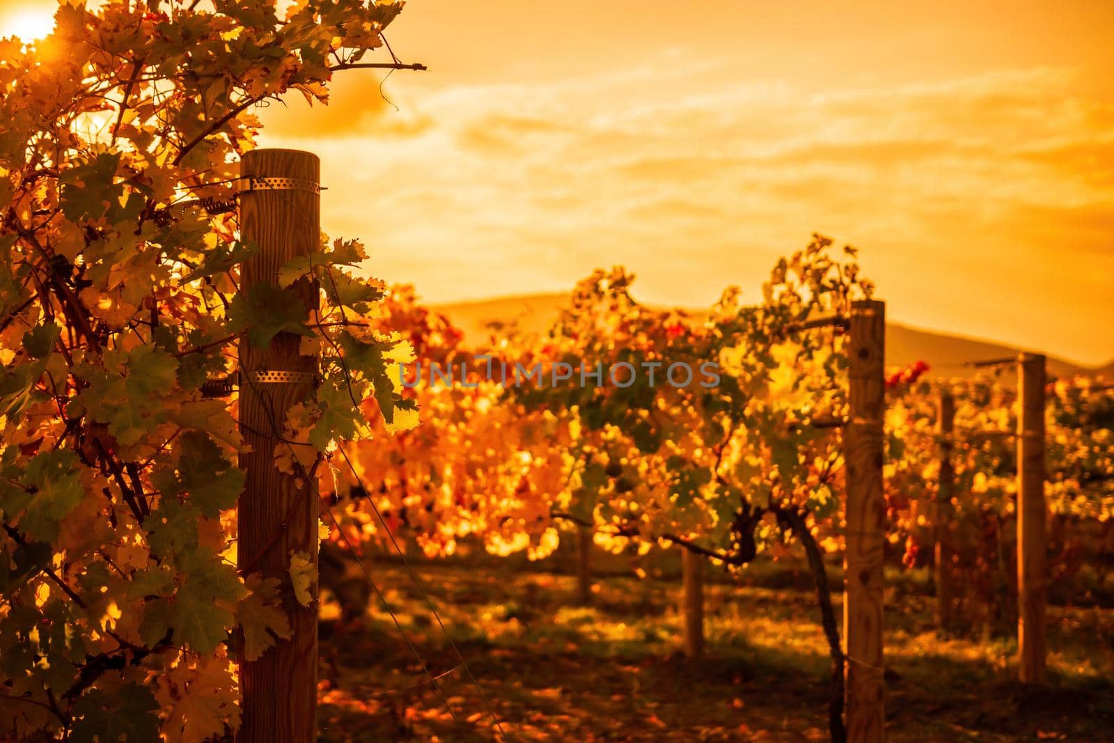 Beautiful clusters of ripening grapes in the sun. Grape plantation in the sunset light. Beautiful vine with grapes. Wine Making concept. Grape business.