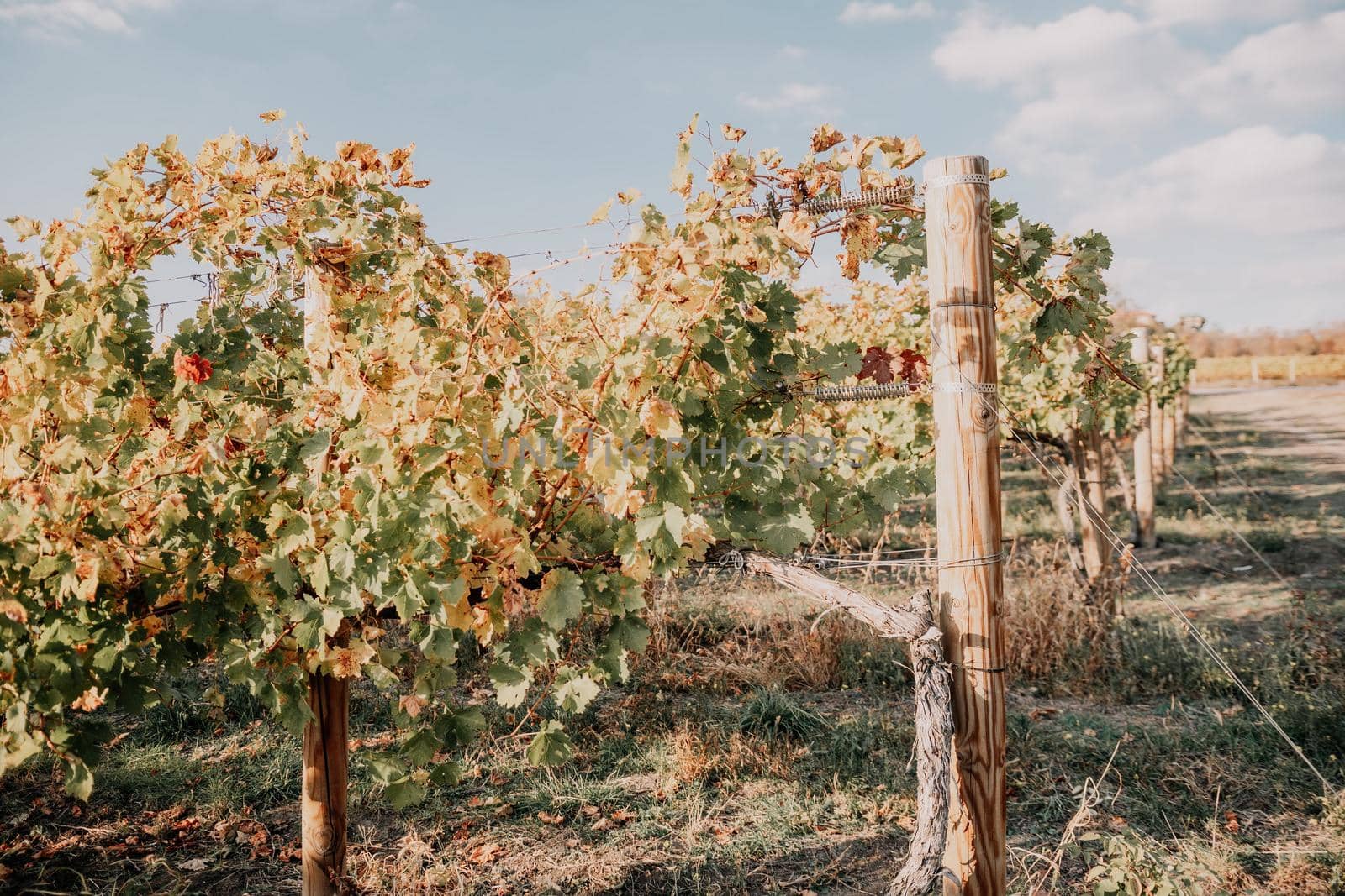 Beautiful clusters of ripening grapes in the sun. Grape plantation in the sunset light. Beautiful vine with grapes. Wine Making concept. Grape business.