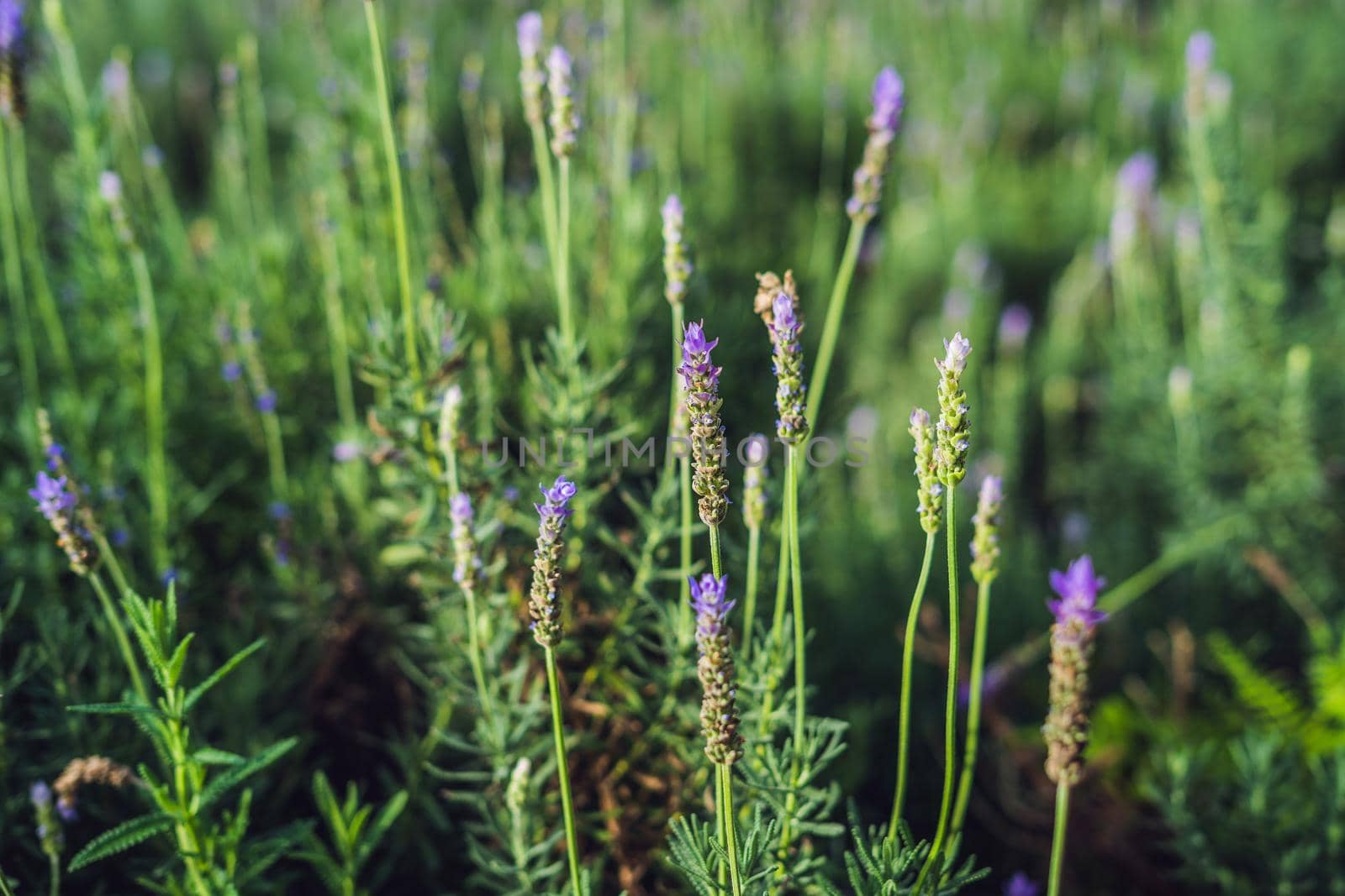 Lavender flowers at sunlight in a soft focus, pastel colors and blur background.