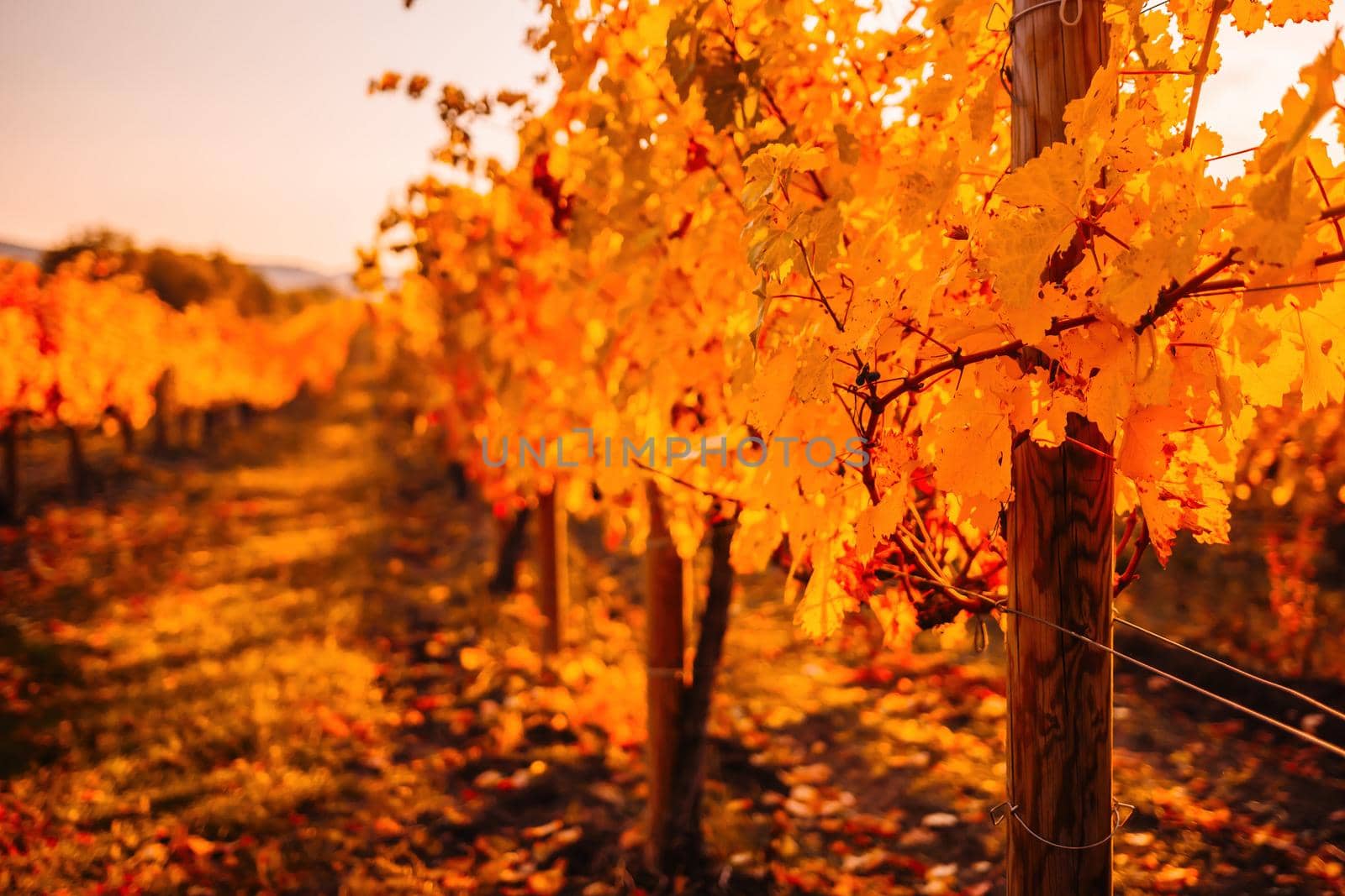 Beautiful clusters of ripening grapes in the sun. Grape plantation in the sunset light. Beautiful vine with grapes. Wine Making concept. Grape business.