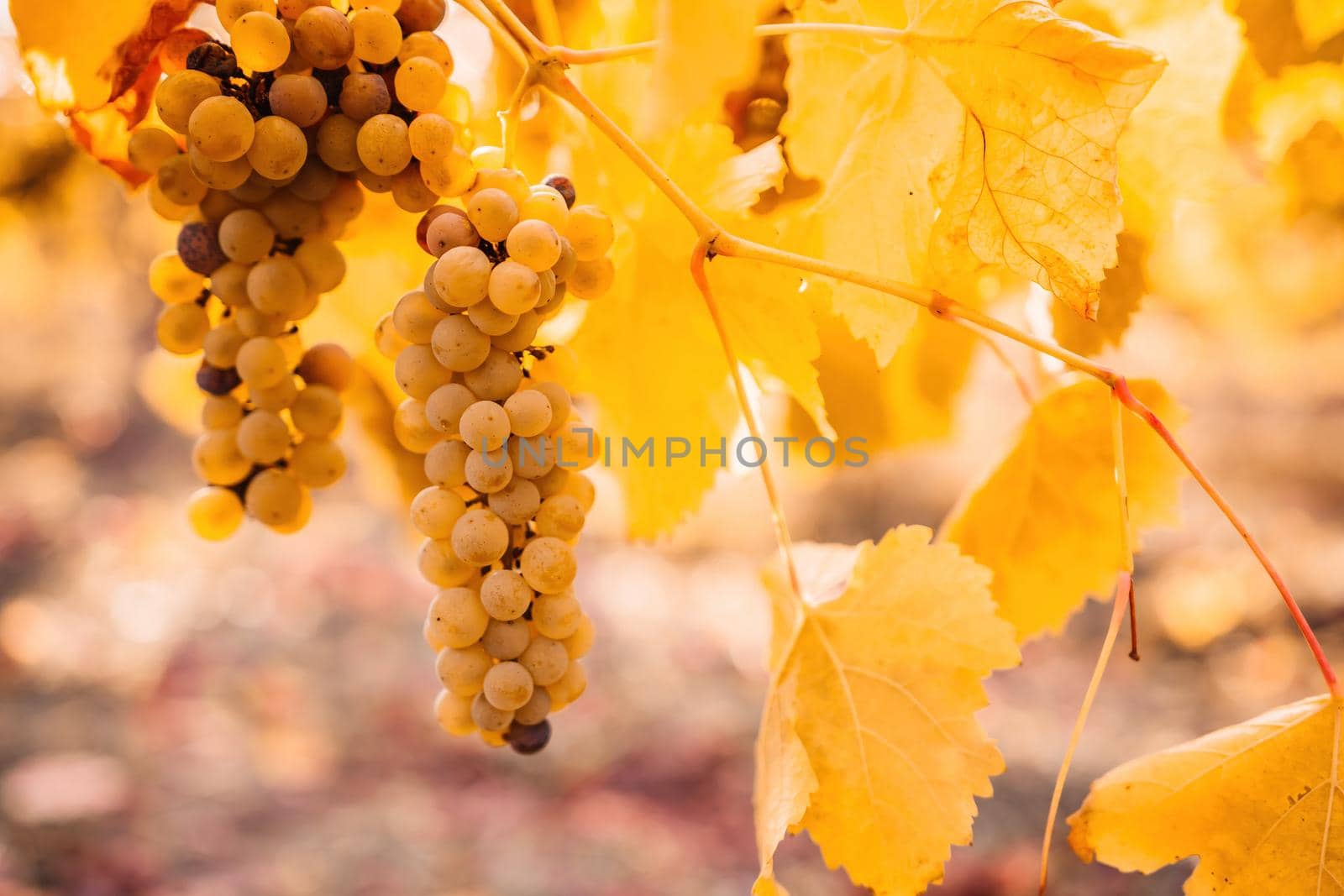 Beautiful clusters of ripening grapes in the sun. Grape plantation in the sunset light. Beautiful vine with grapes. Wine Making concept. Grape business.