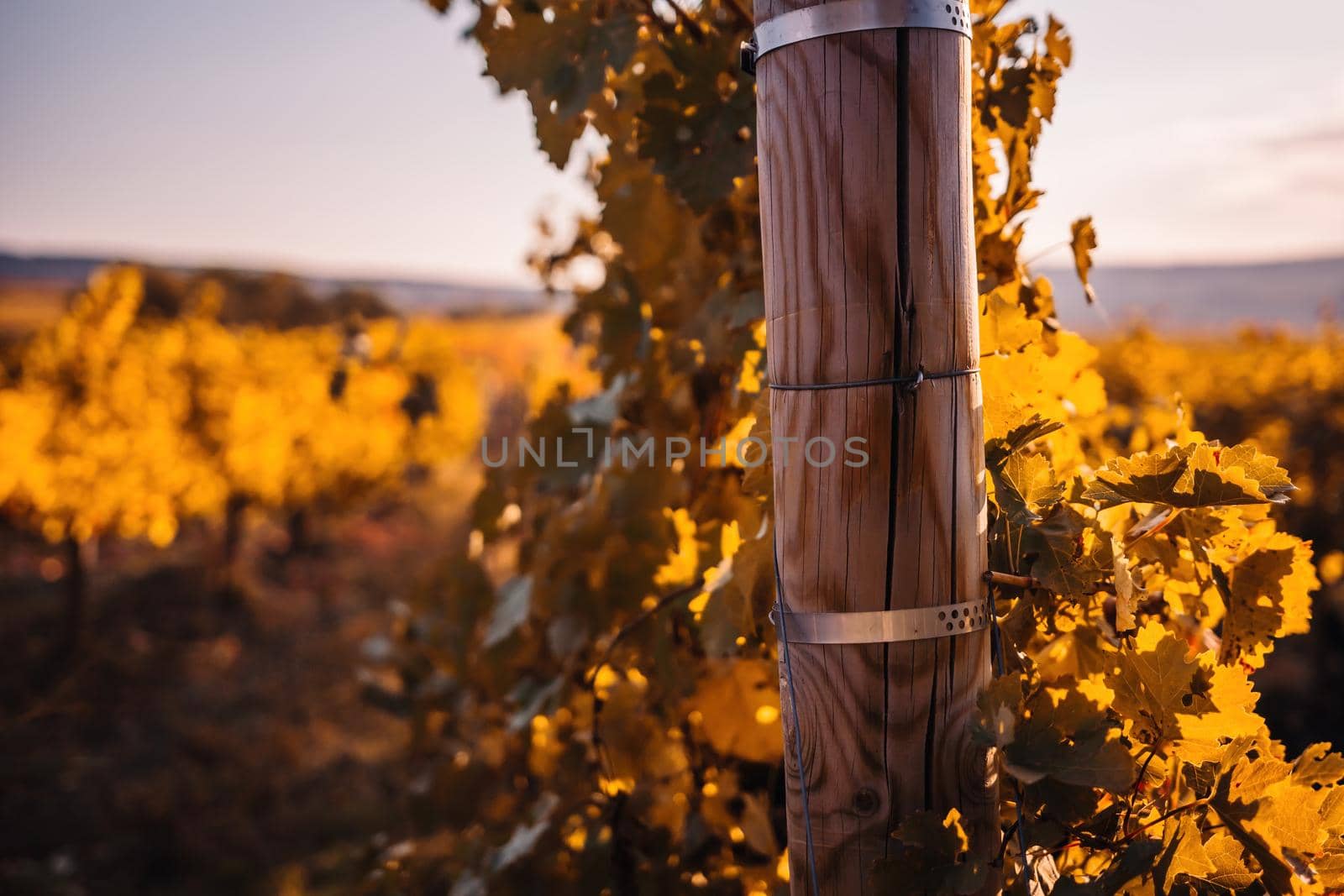 Beautiful clusters of ripening grapes in the sun. Grape plantation in the sunset light. Beautiful vine with grapes. Wine Making concept. Grape business.