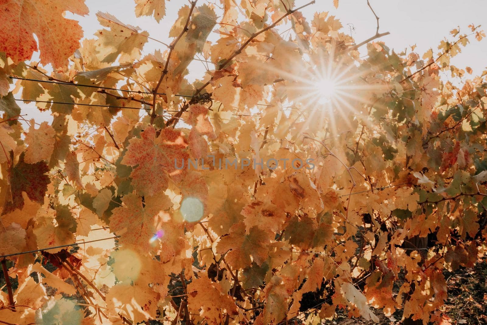 Beautiful clusters of ripening grapes in the sun. Grape plantation in the sunset light. Beautiful vine with grapes. Wine Making concept. Grape business.