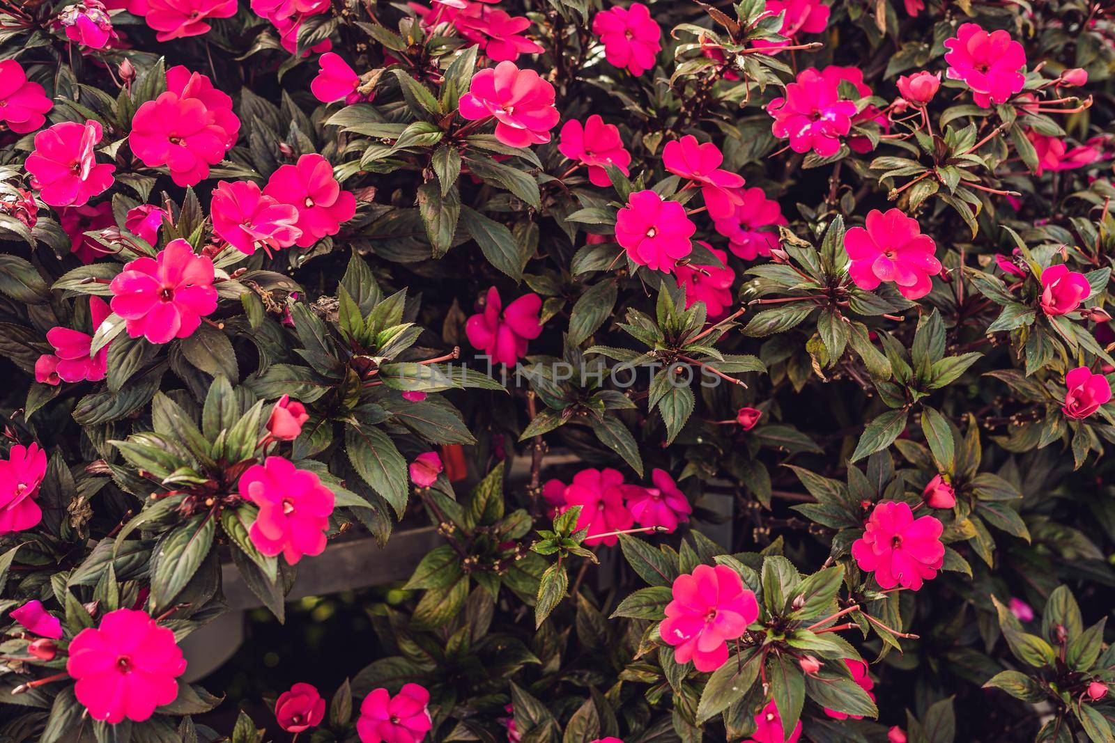 Texture of red flowers and green leaves.