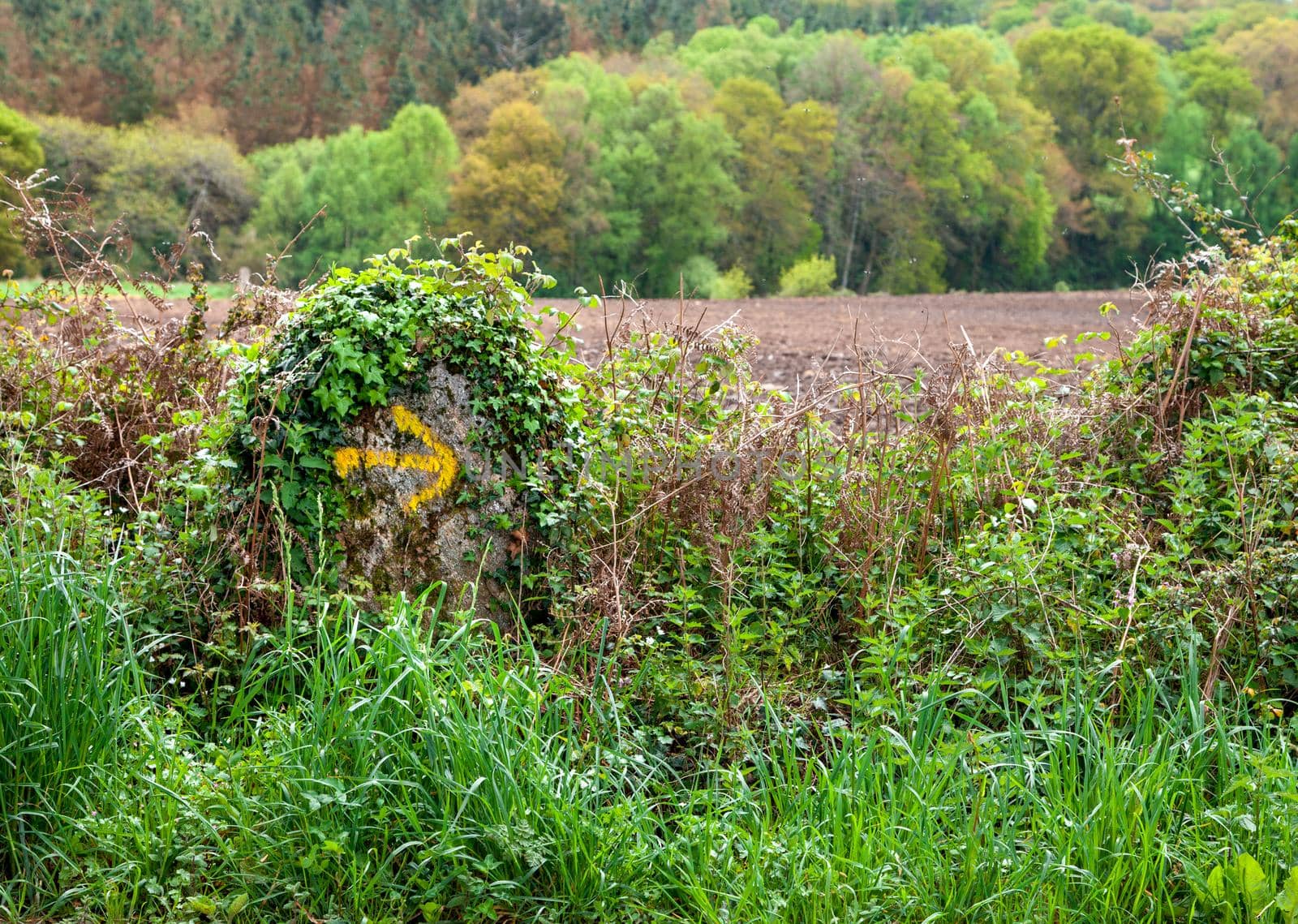 Road sign of Camino de Santiago by Goodday