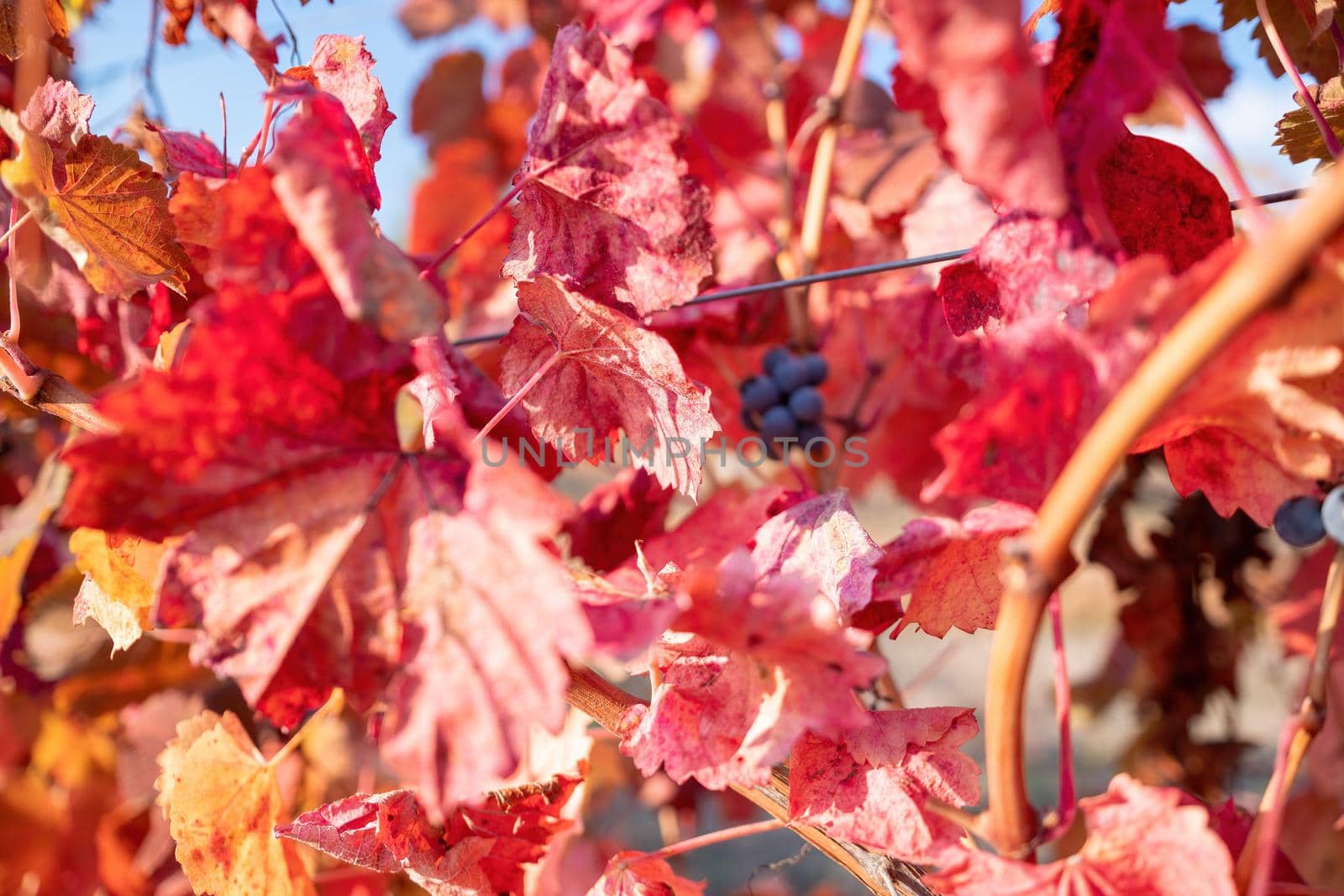 Beautiful clusters of ripening grapes in the sun. Grape plantation in the sunset light. Beautiful vine with grapes. Wine Making concept. Grape business.