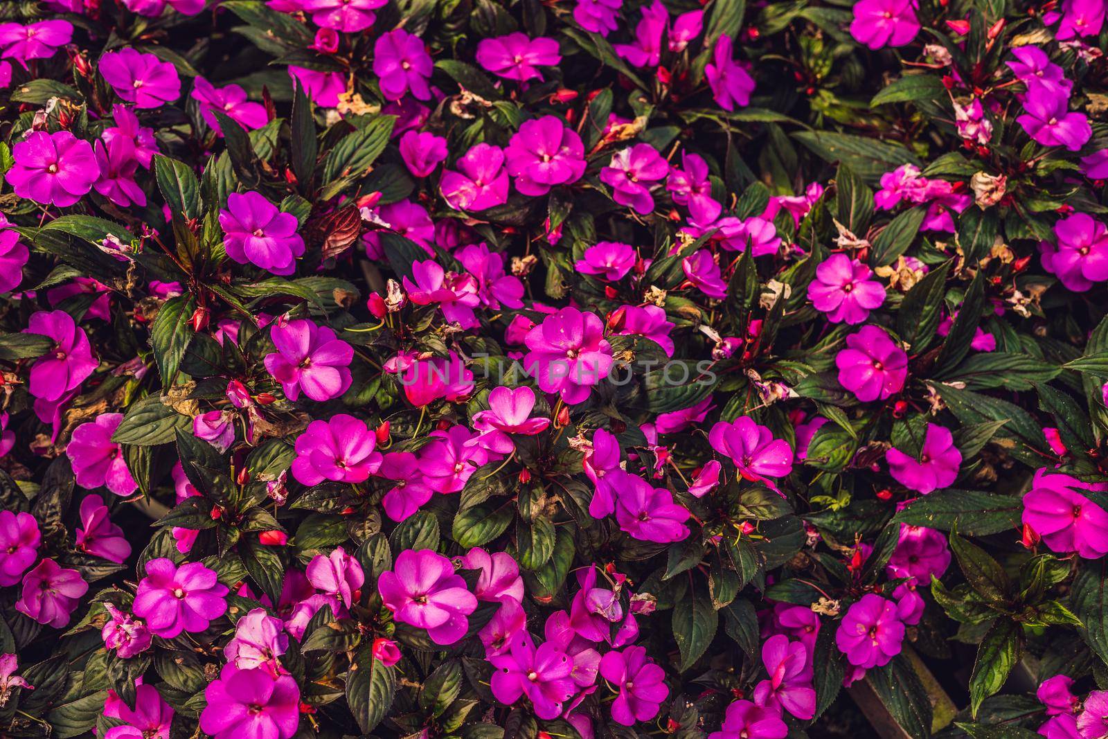 Purple flowers texture closeup. Purple flowers and leaves background.