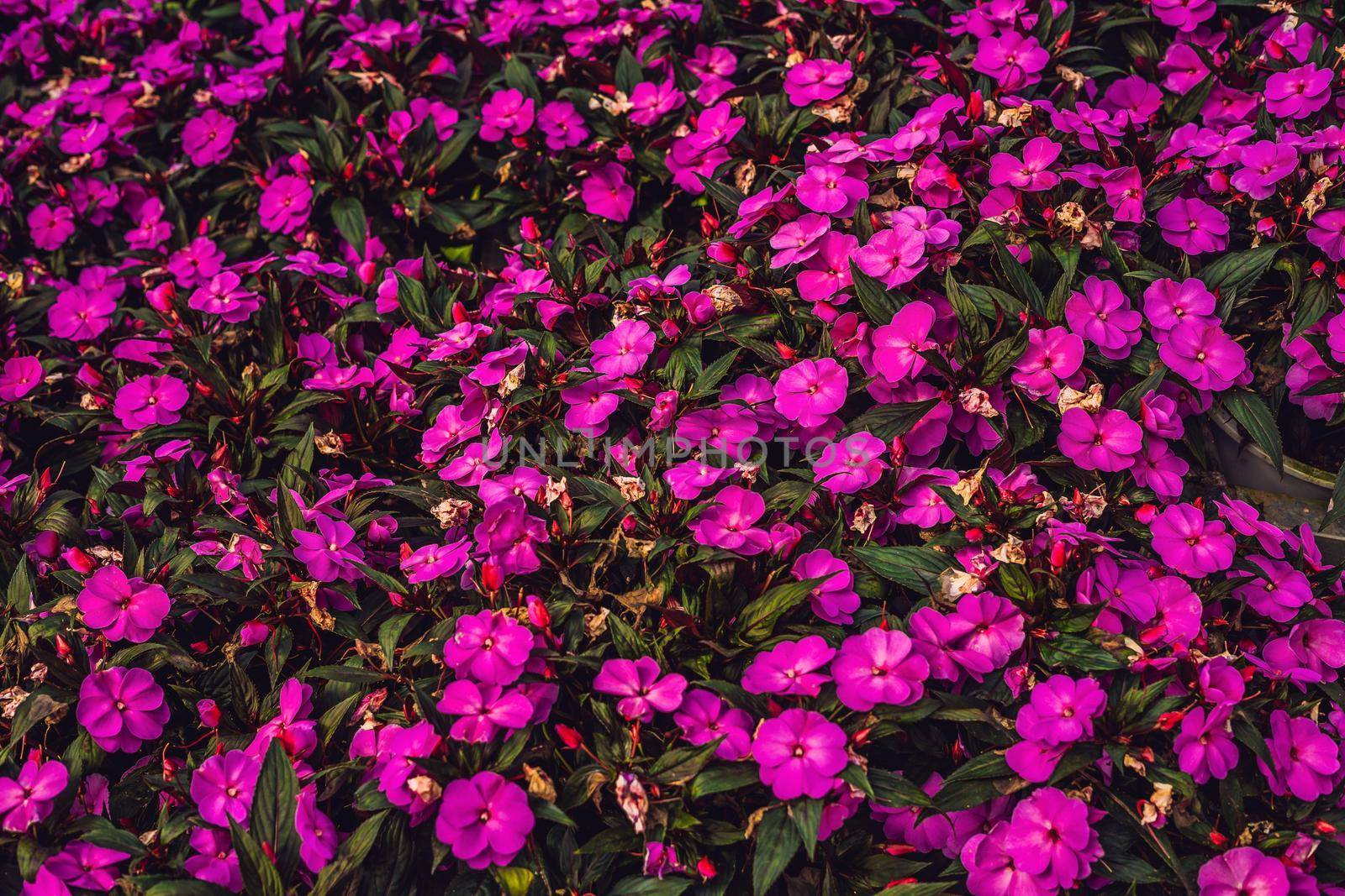 Purple flowers texture closeup. Purple flowers and leaves background.