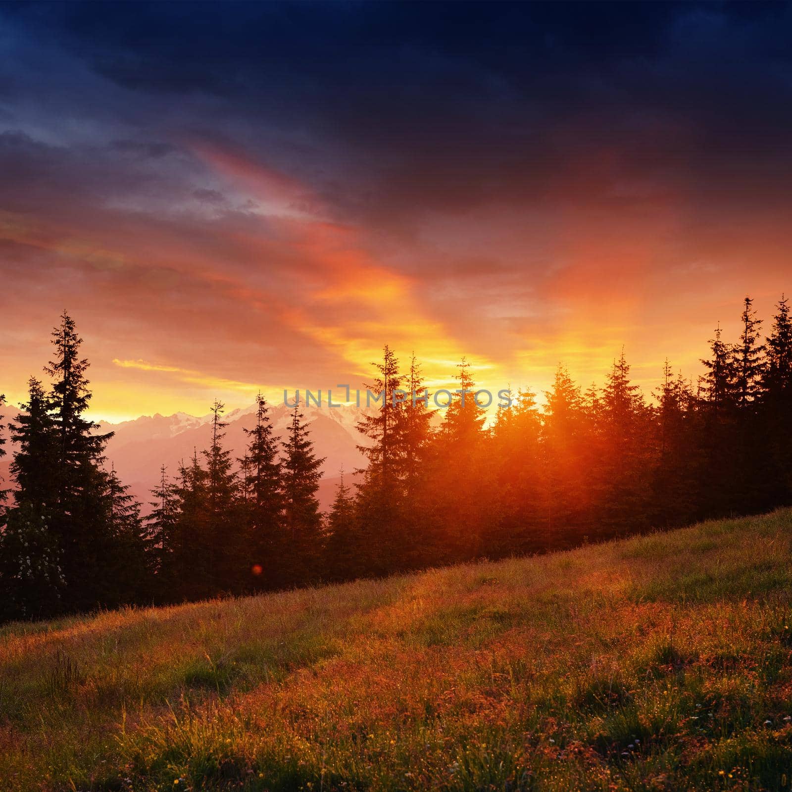 Beautiful summer mountain landscape. Blue color of mountains during sunset. Dramatic scene. Carpathian, Ukraine, Europe. Artistic picture. Soft filter effect.