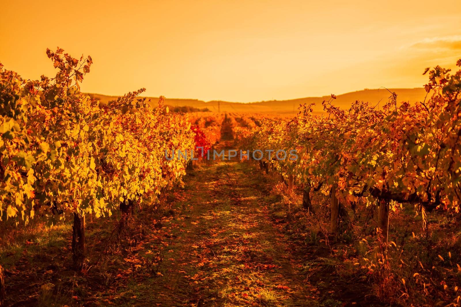 Beautiful clusters of ripening grapes in the sun. Grape plantation in the sunset light. Beautiful vine with grapes. Wine Making concept. Grape business.