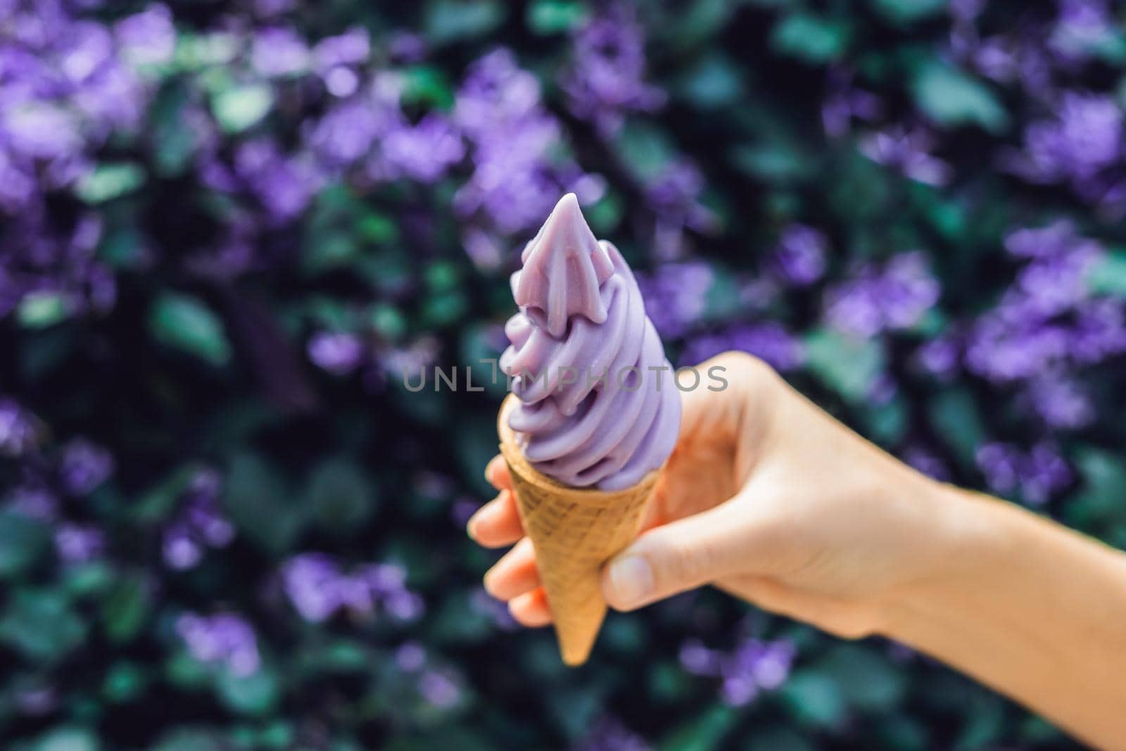 A female hand holds a lavender ice cream on the background of a lavender field.