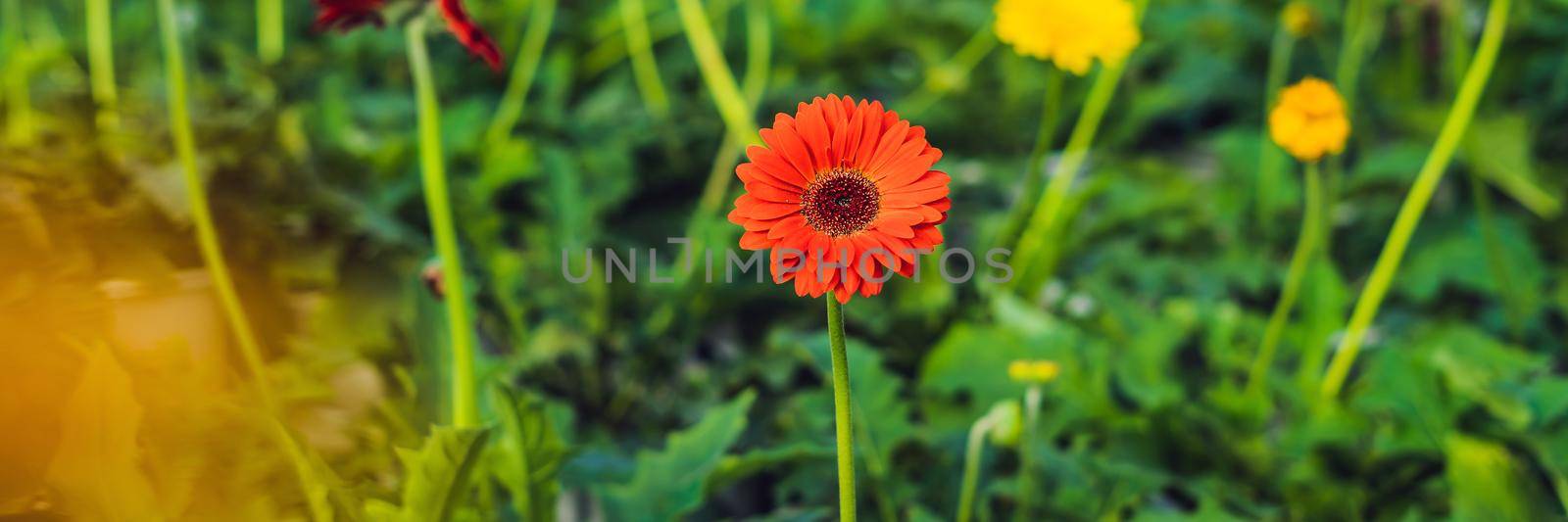 Flower cultivation in greenhouses. A hothouse with gerbers. Daisy flowers plants in greenhouse. BANNER long format