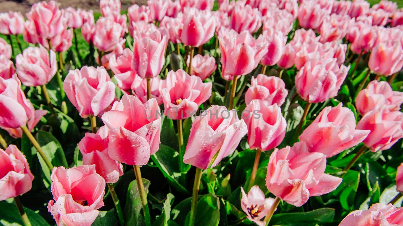 Group of pink tulips. Spring landscape. Holland. Keukenhof Flower Park