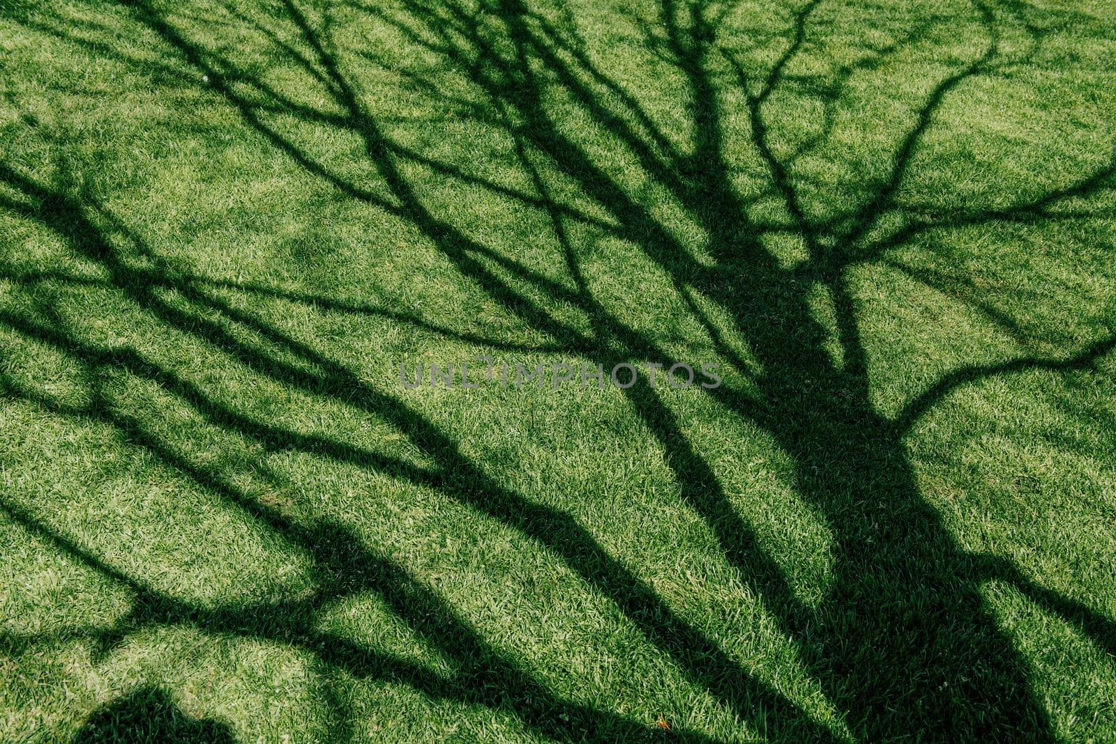 lawn of green grass. Beauty world. Europe