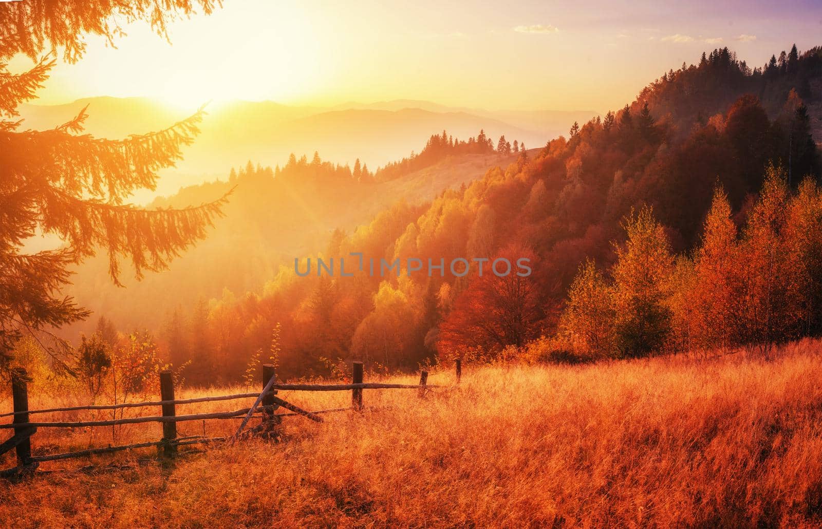 Forest Road in the autumn. Landscape. Ukraine Europe