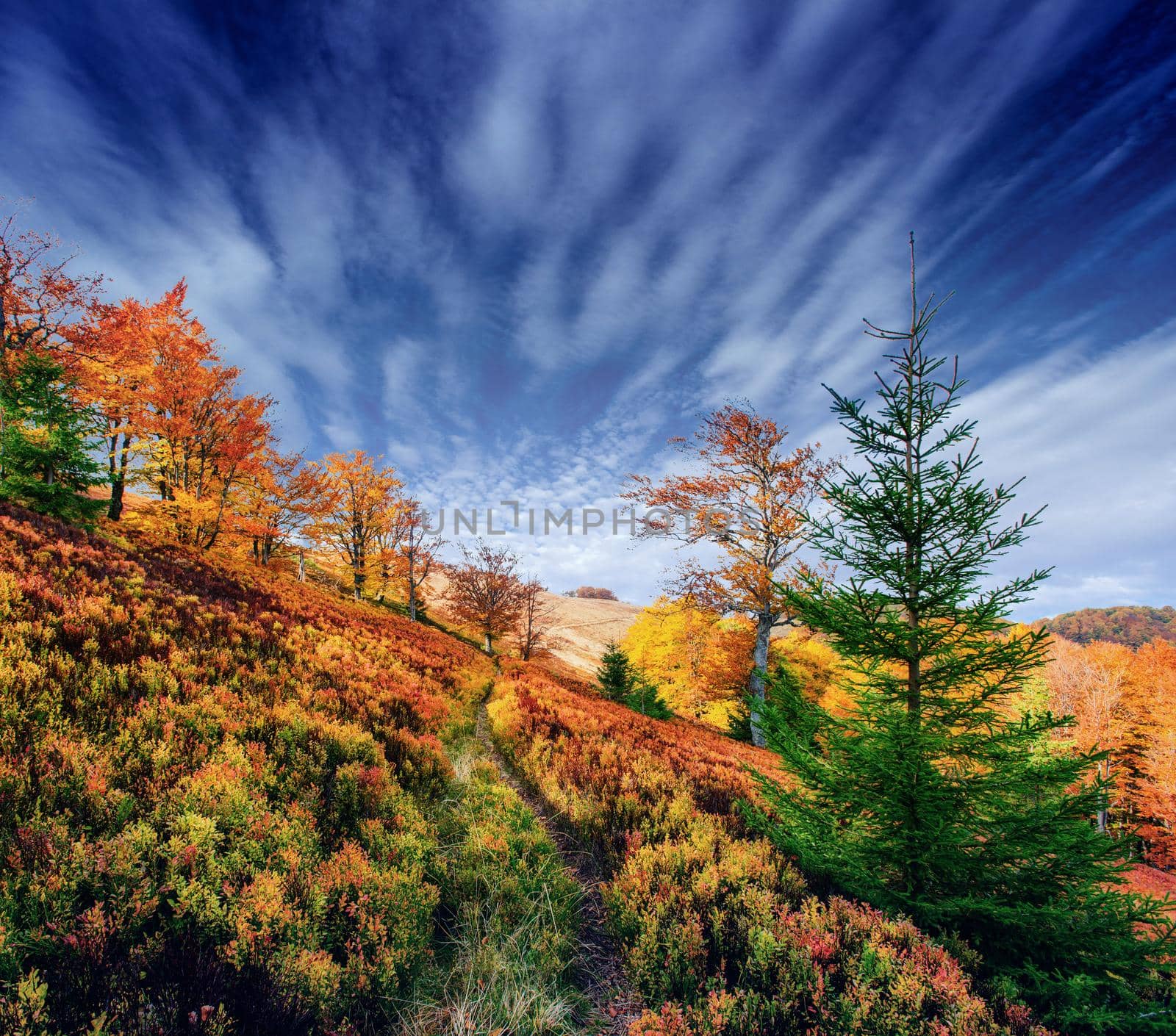 autumn alley. Fantastic cumulus clouds, dramatic sky. Sunset. Carpathian Ukraine Europe