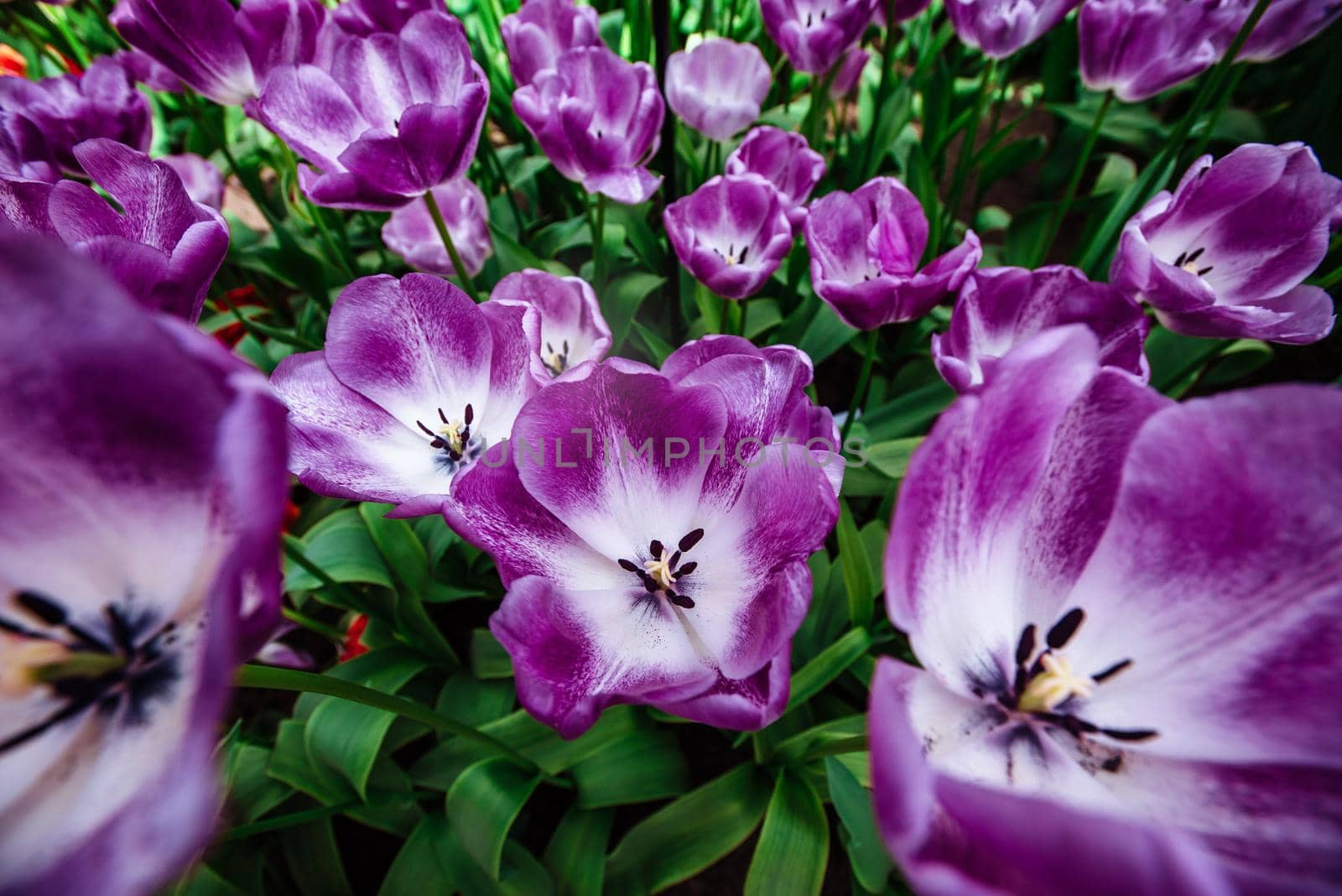 Marvellous tulip flowers in the Keukenhof park.