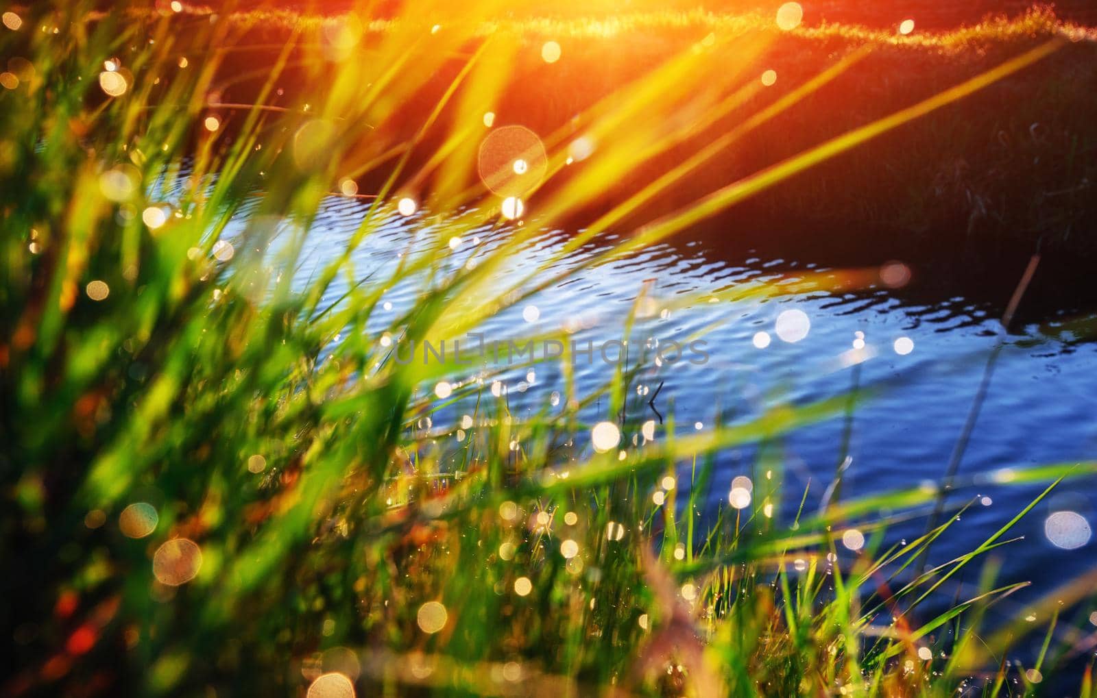 green grass with dew, bokeh background. Fantastic views the beauty of the world