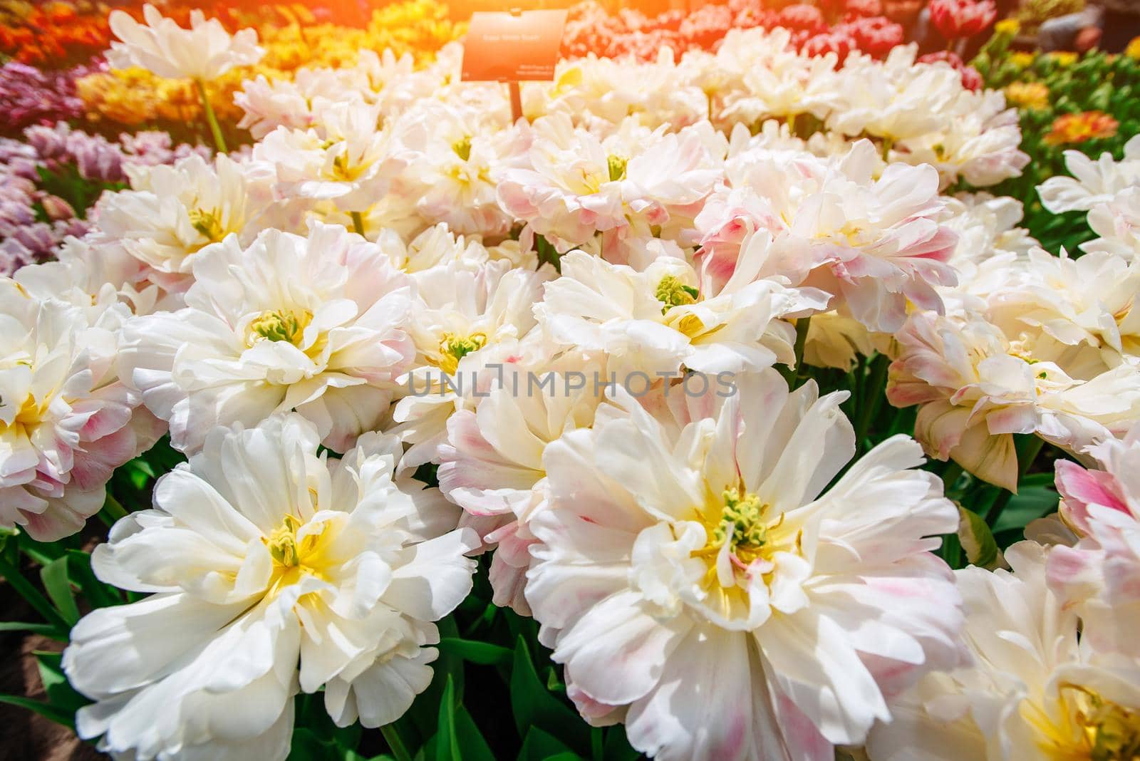 Beautiful bouquet of tulips. colorful tulips. tulips in spring, colorful tulip. Tulipa Florosa . Keukenhof Flower Park