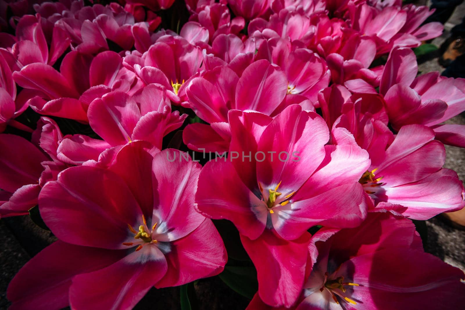 Tulipa Domino. Keukenhof Flower Park. Netherlands Holland