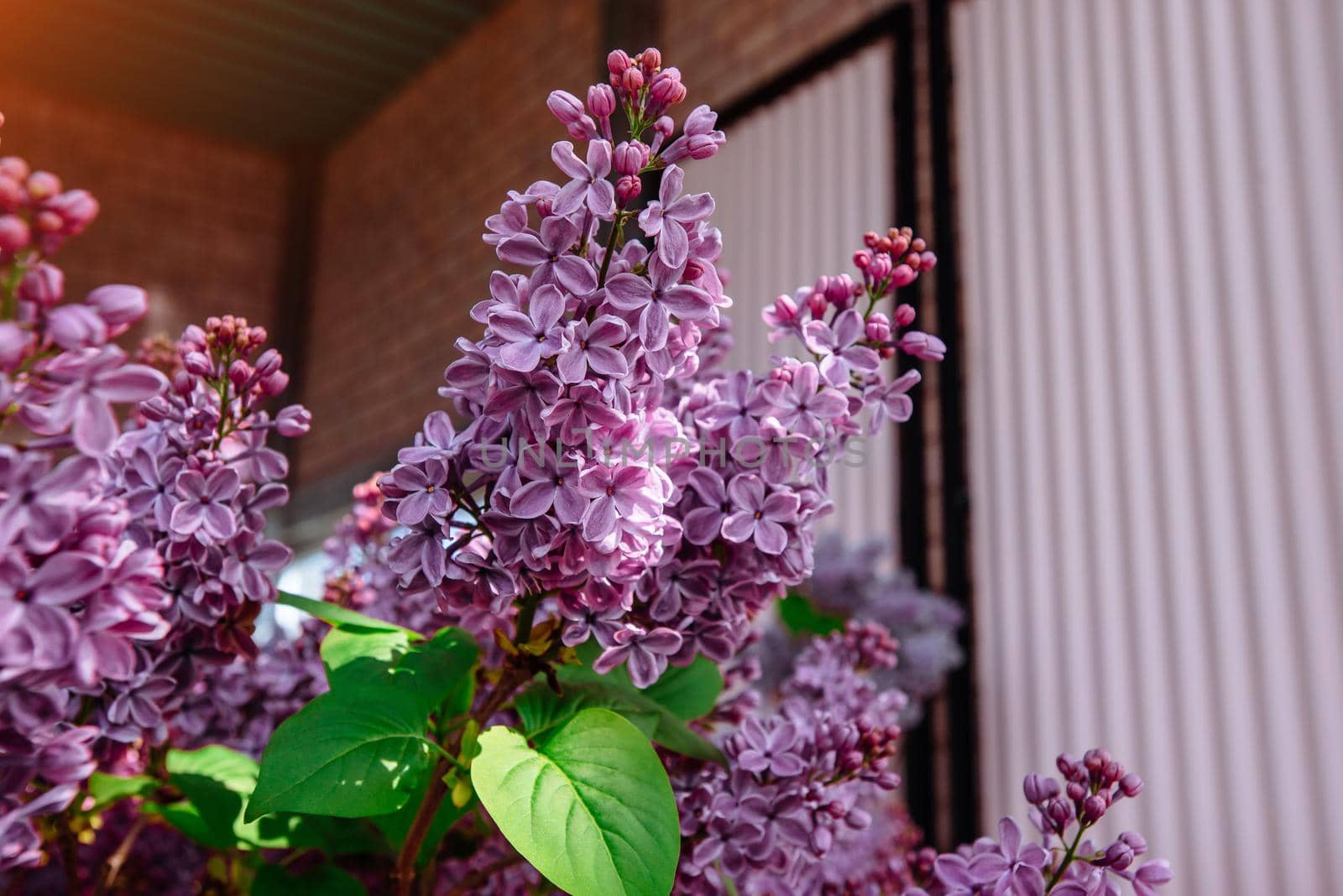 branch with spring lilac flowers. Beauty world.