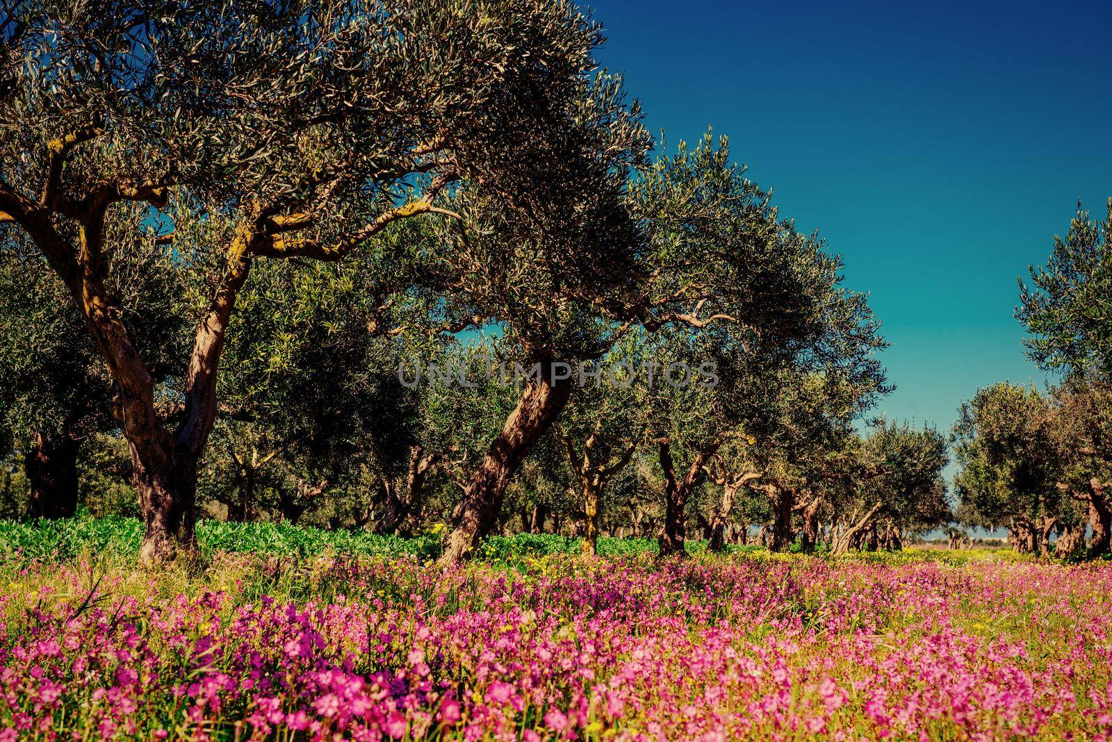 Fantastic views of the garden with blue sky. Mediterranean climate. Gorgeous and picturesque scene. Location Sicily island, Italy, Europe.
