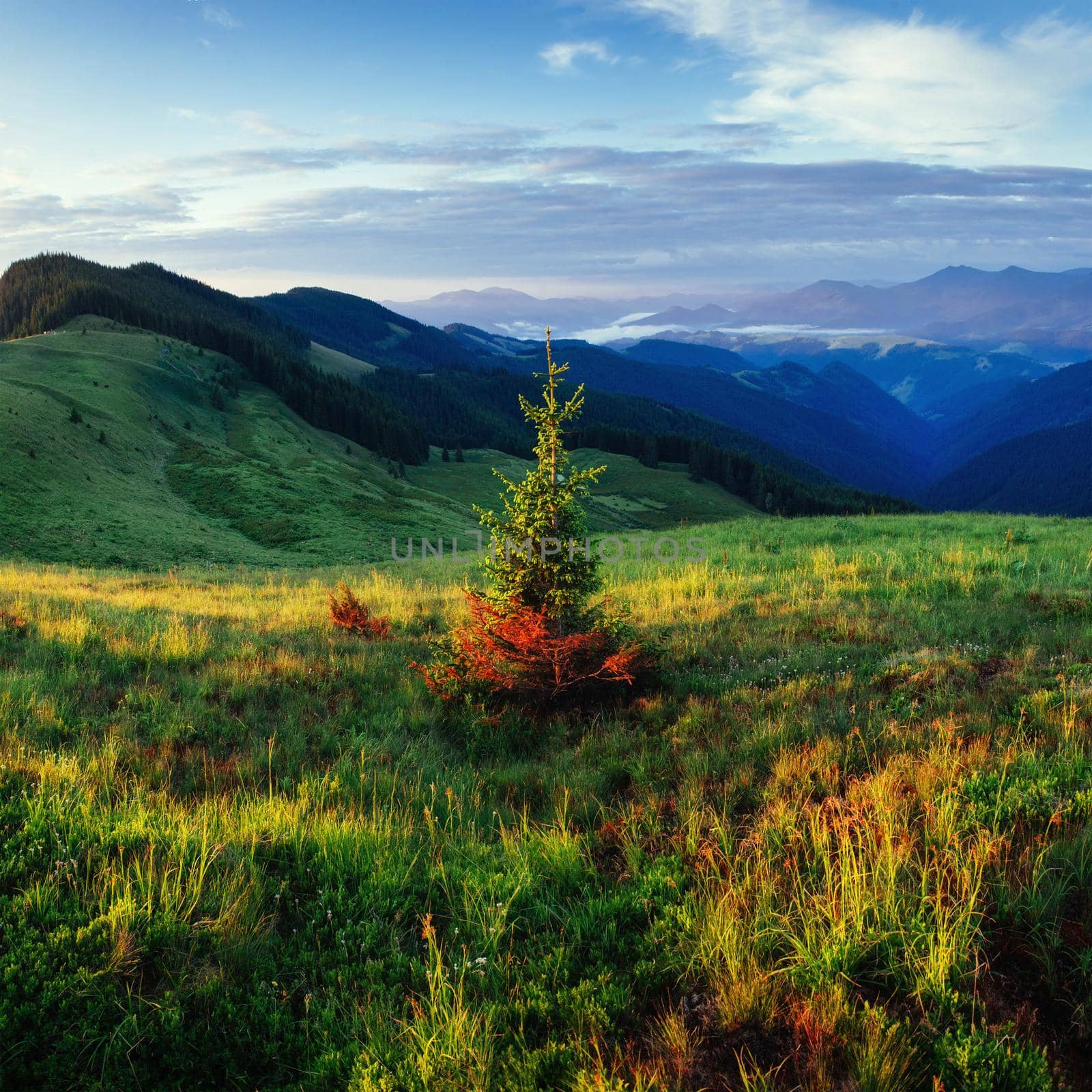 Pine tree forest. Beauty world. Carpathians Ukraine Europe