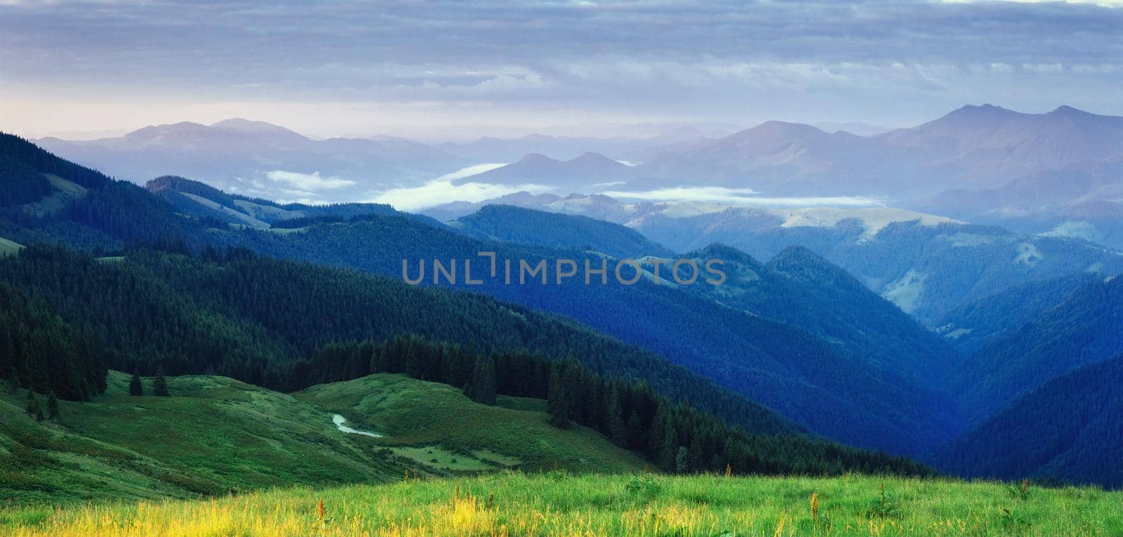 Pine tree forest. Beauty world. Carpathians Ukraine Europe