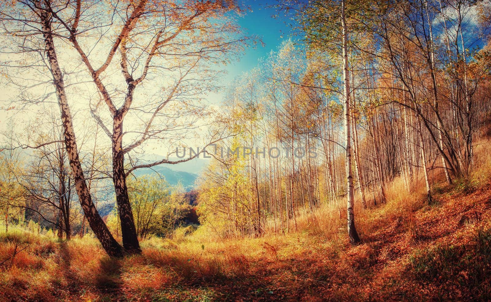 Forest Road in the autumn. Landscape. Ukraine Europe