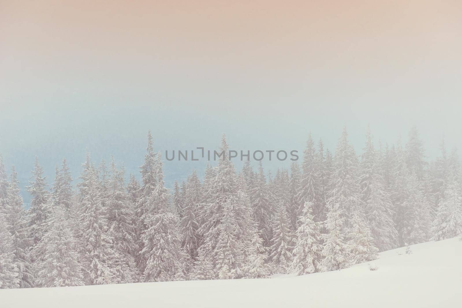 winter landscape trees in frost and fog.