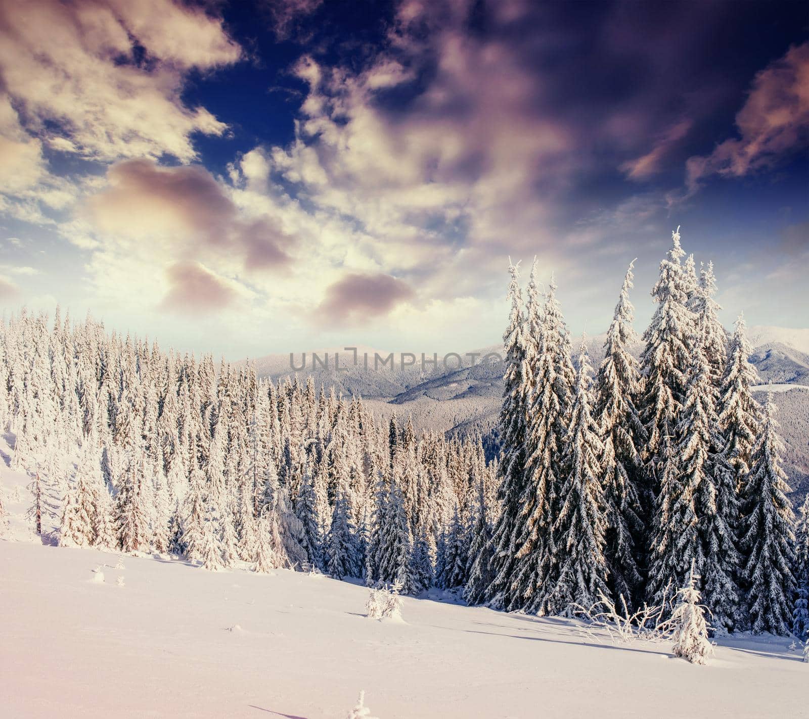 Mysterious winter landscape majestic mountains in winter. Magical winter snow covered tree. Carpathians. Ukraine, Europe