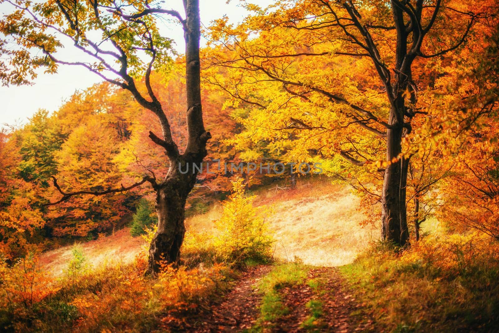 Forest Road in the autumn. Landscape. Ukraine Europe