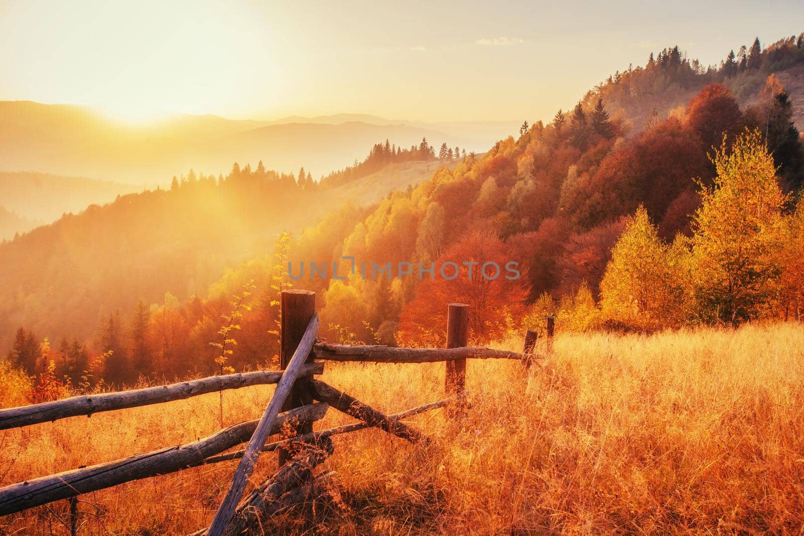 birch forest in sunny afternoon while autumn season. Autumn Landscape. Ukraine. Europe
