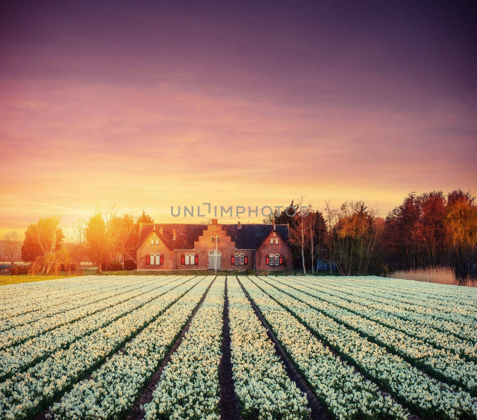 White plantation of tulips at sunset. Holland.