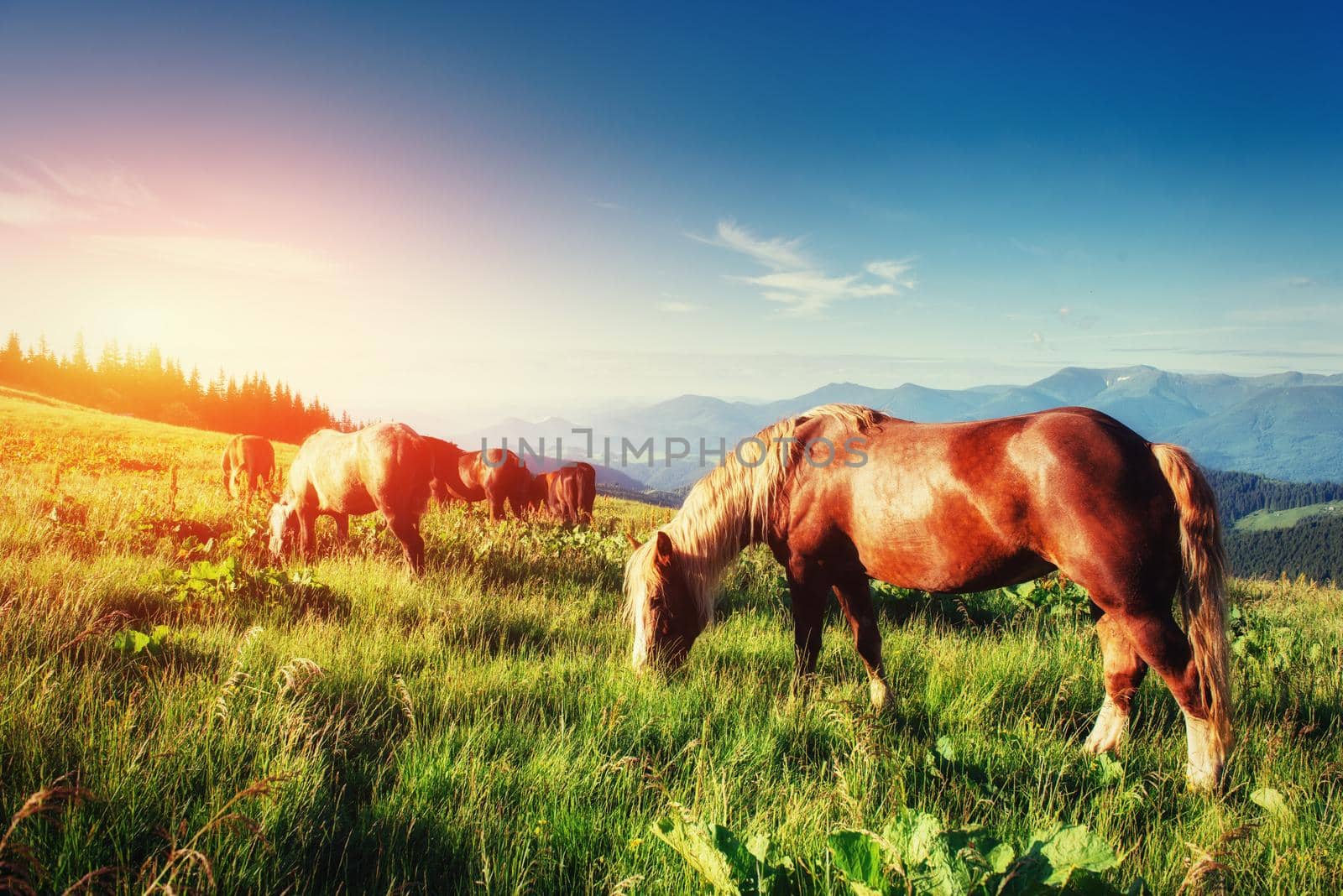 The herd of horses in the mountains in fantastic sunny summer day.