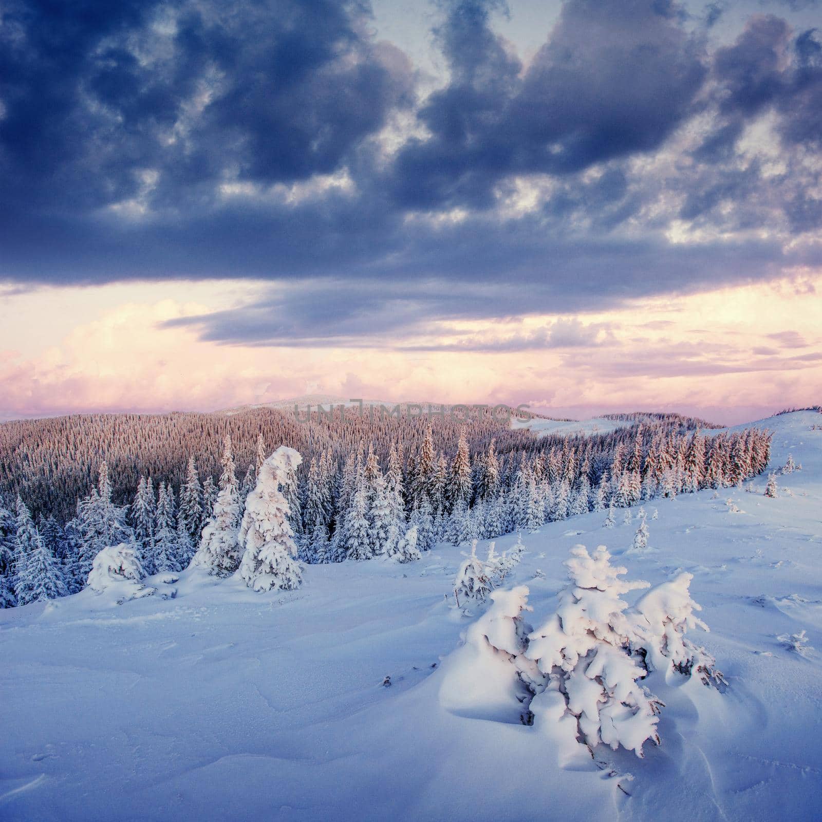 Mysterious winter landscape majestic mountains in winter. Magical winter snow covered tree. Carpathians. Ukraine, Europe