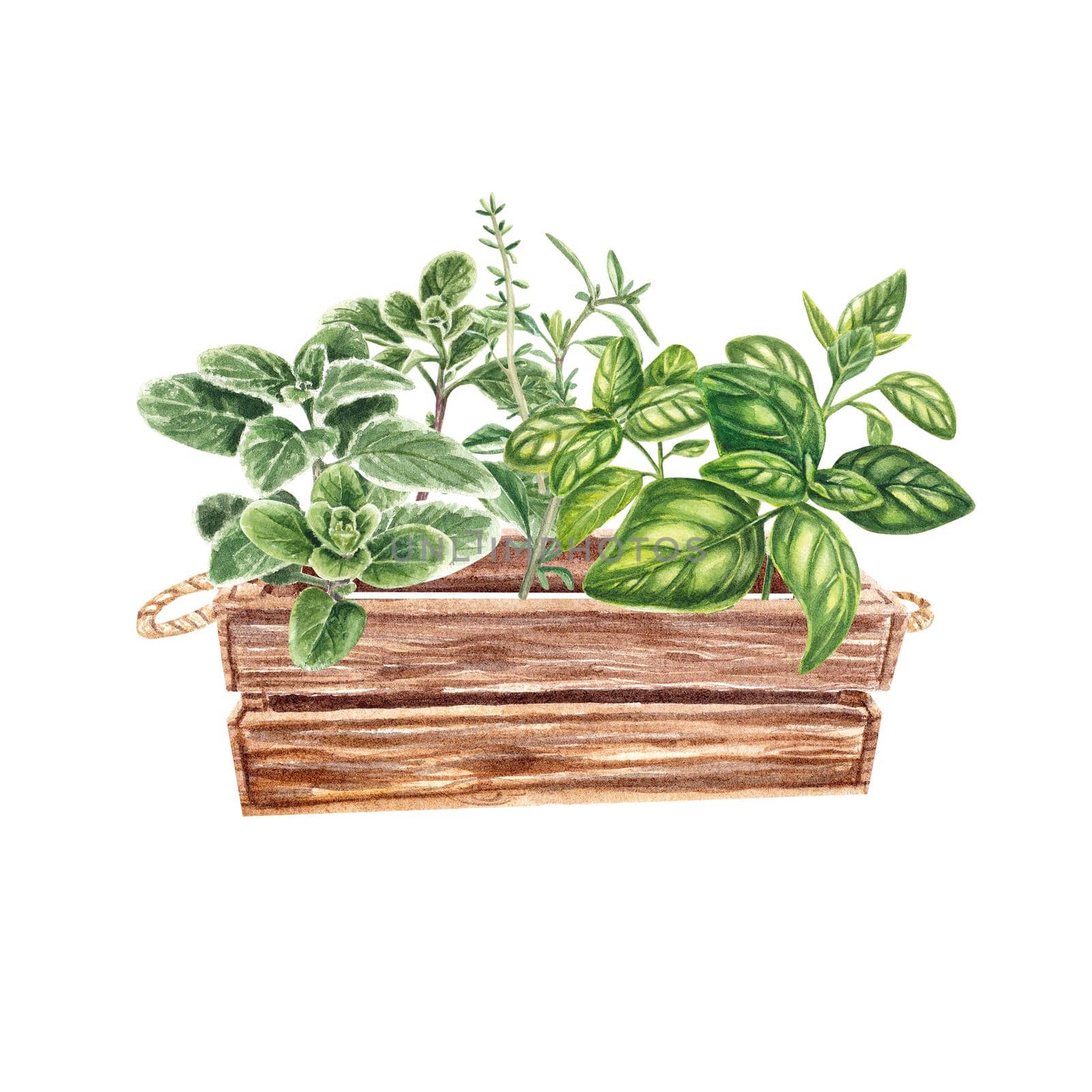 Marjoram, basil, Thyme in a wooden box on a white background. Provencal herbs, kitchen spices in watercolor. Homemade spicy herbs. The illustration is suitable for booklets, restaurant menus, design by NastyaChe