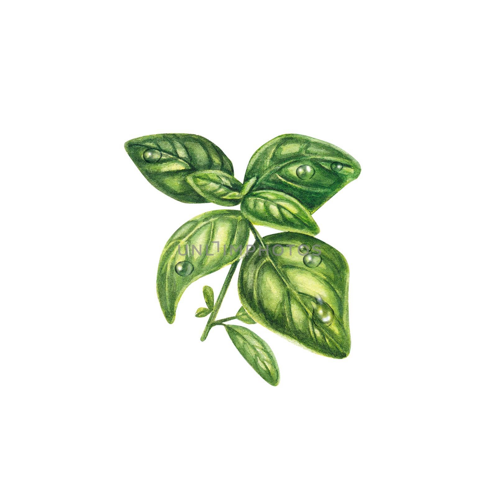 Basil in watercolor on a white background. A sprig of basil with drops of water. Fresh Provencal herbs and spices for cooking. Realistic plants. The illustration is suitable for design, invitations