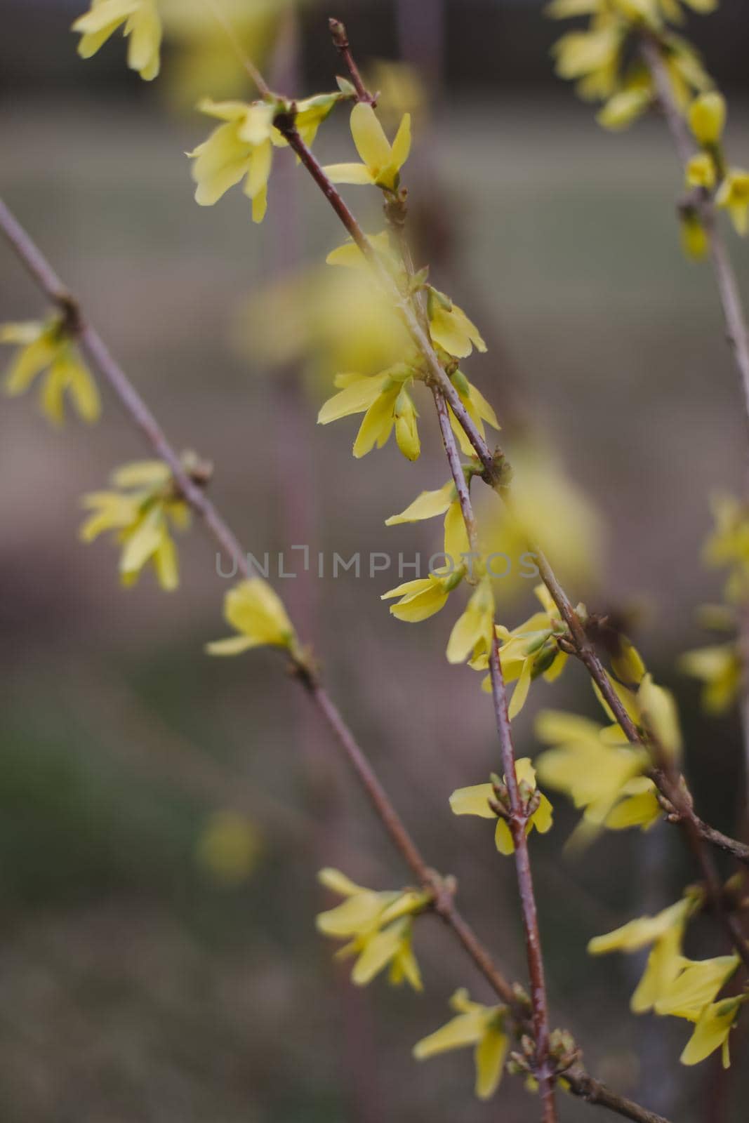 Spring background catkins on tree branches. Selective focus