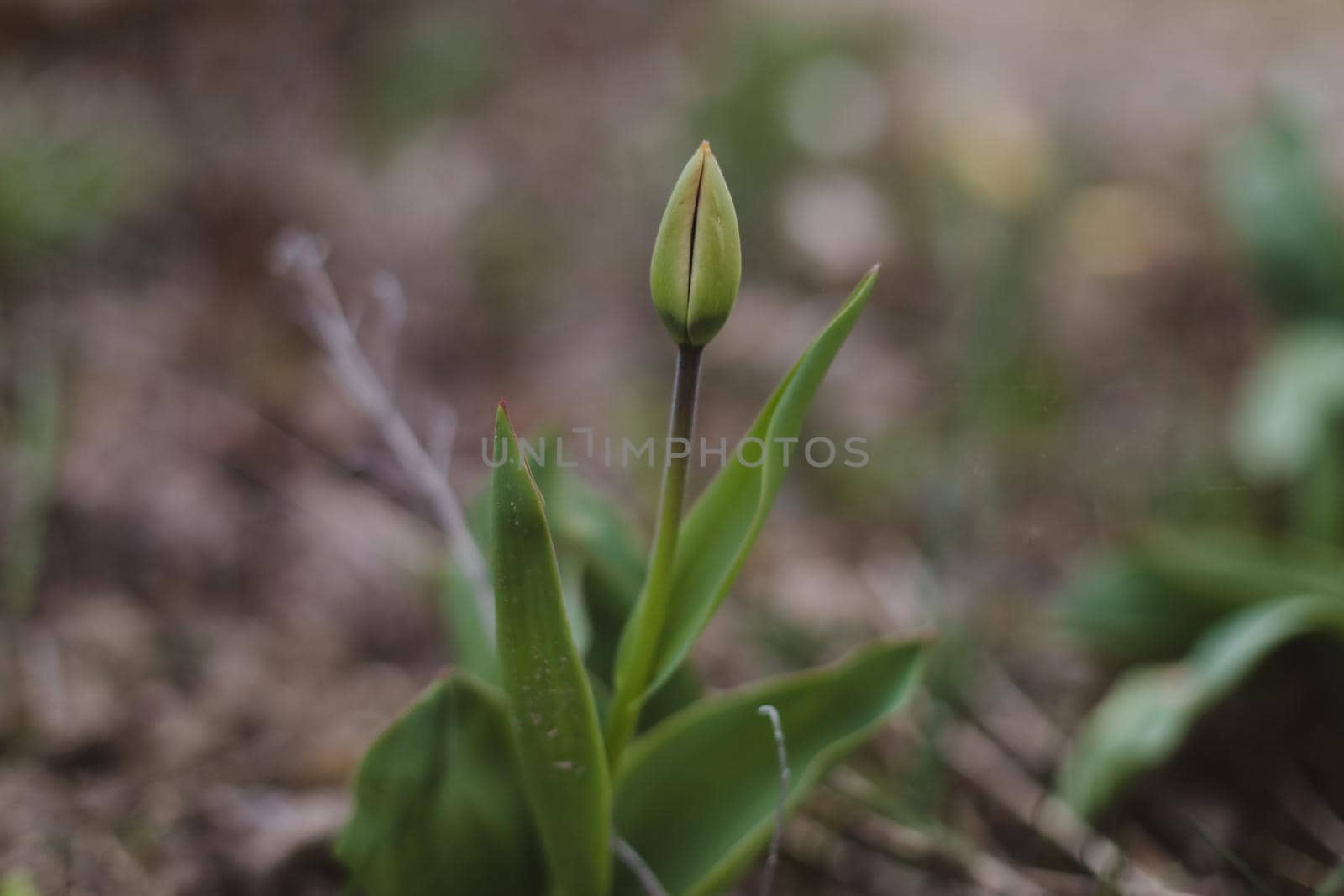 Spring blossoming tulip in garden, springtime, floral card