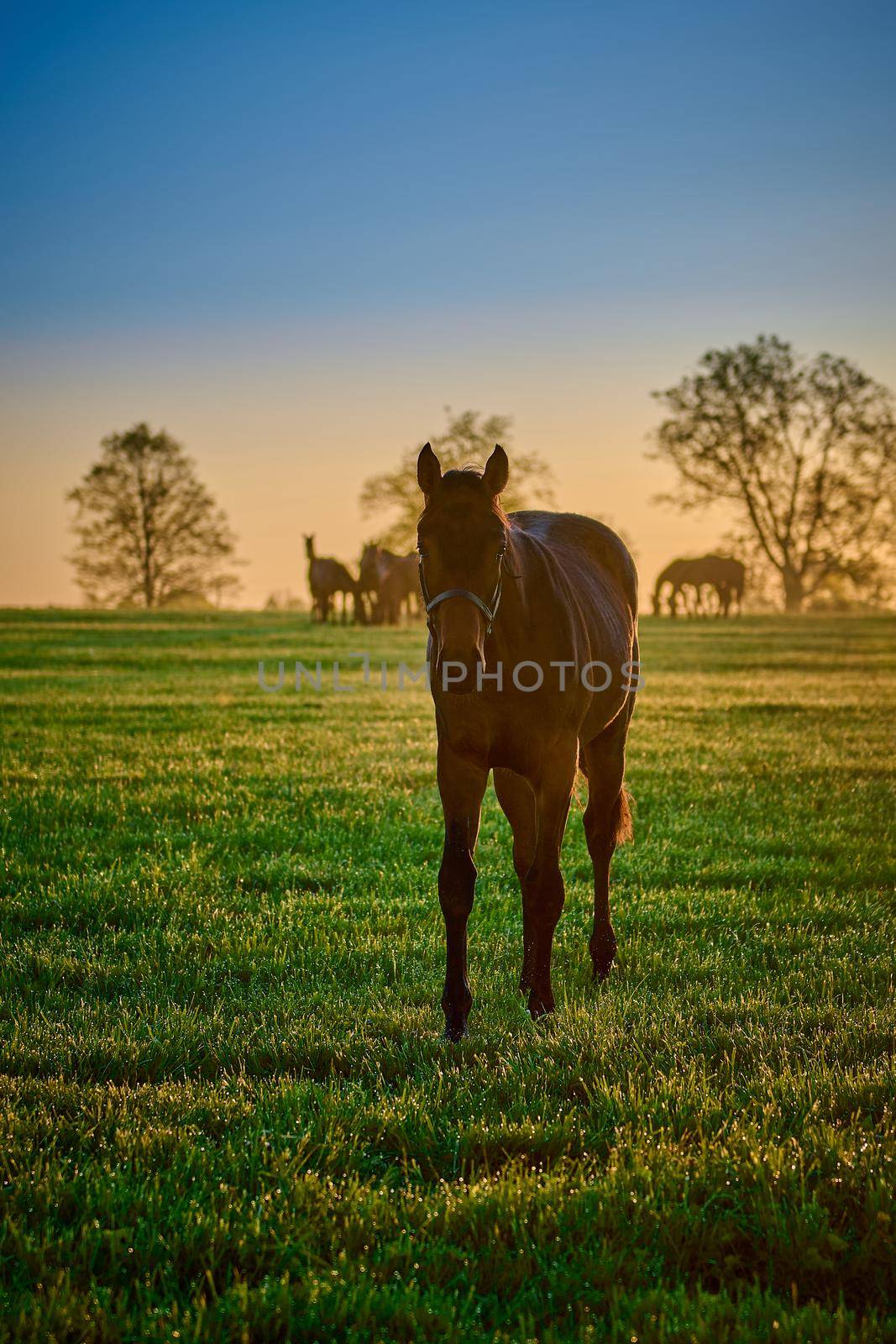 Horse in a field walking toword camera. by patrickstock