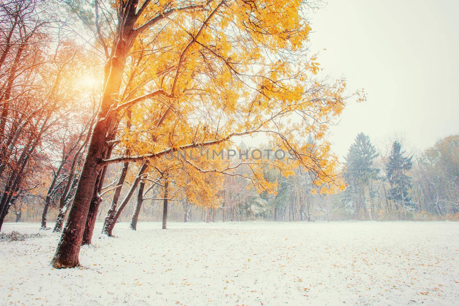 First snow in the forest.Beauty world Road