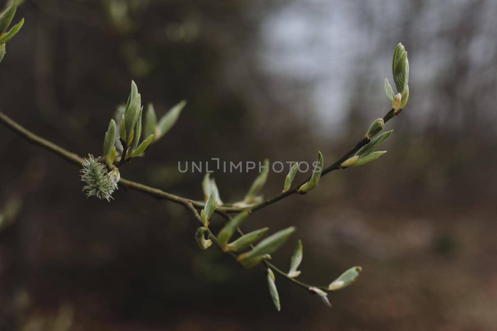 Spring background catkins on tree branches. Selective focus