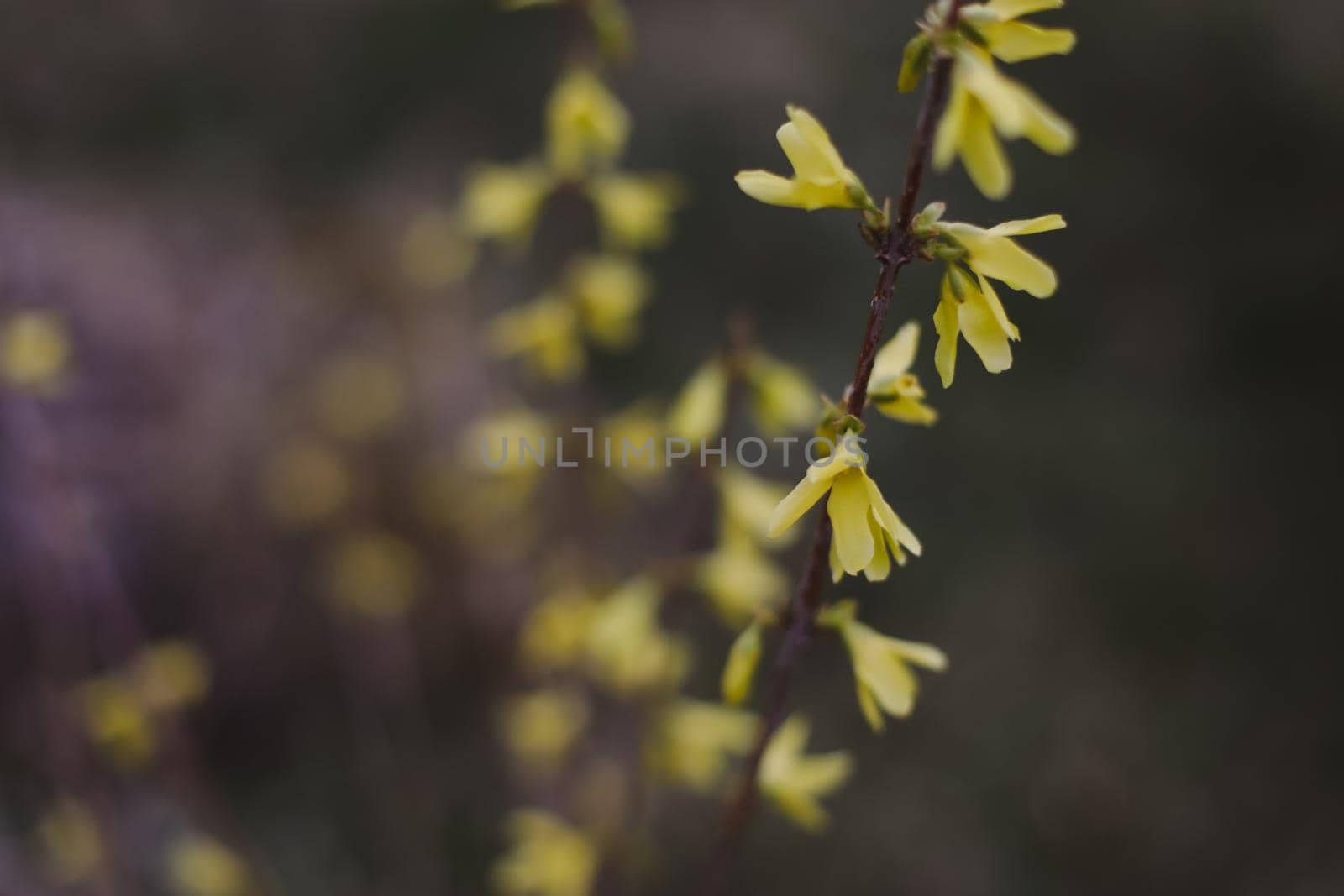 Spring background catkins on tree branches. Selective focus