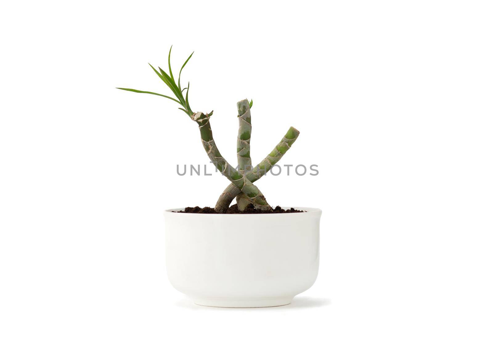 Dracaena marginata bonsai in white pot isolated on white background